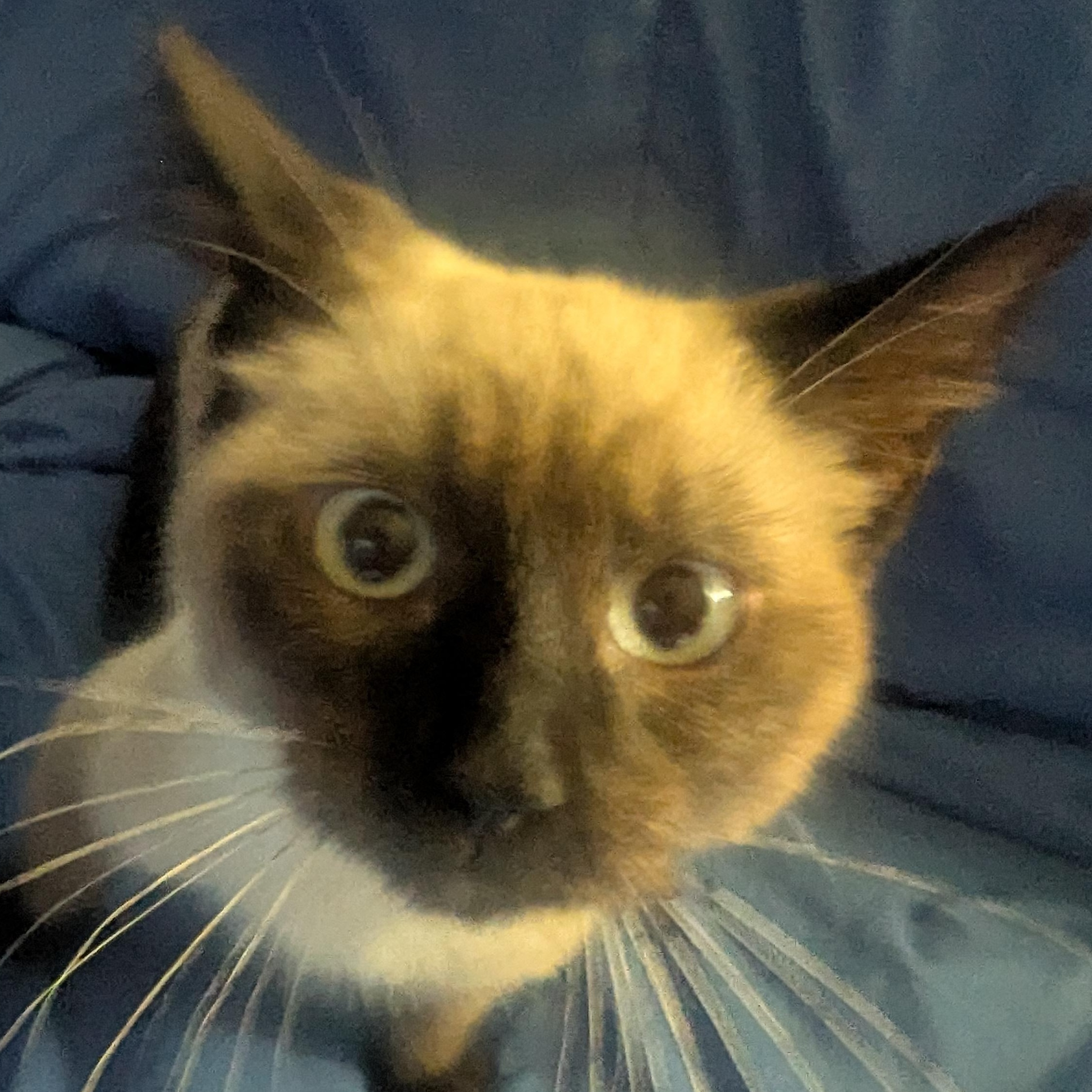 Enlarge Antler, a Adopted Siamese in Blue Earth, MN image 1/1
