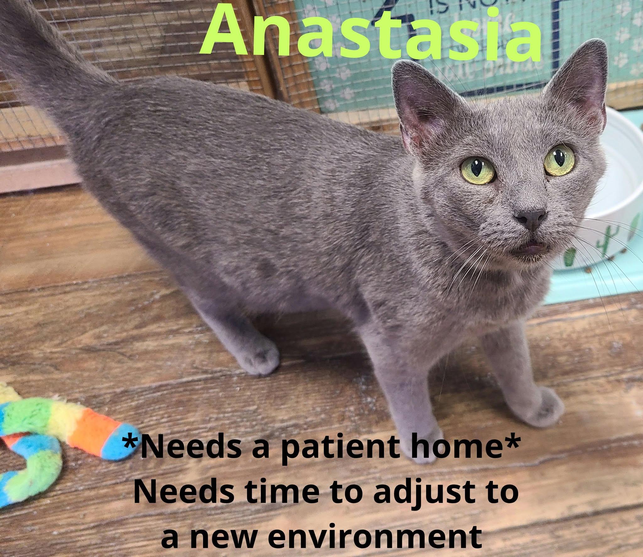 Anastasia, Adopted, Adult Female Domestic Short Hair.