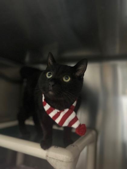 Enlarge Jasper, a Adoptable Domestic Short Hair in Reidsville, NC image 3/3