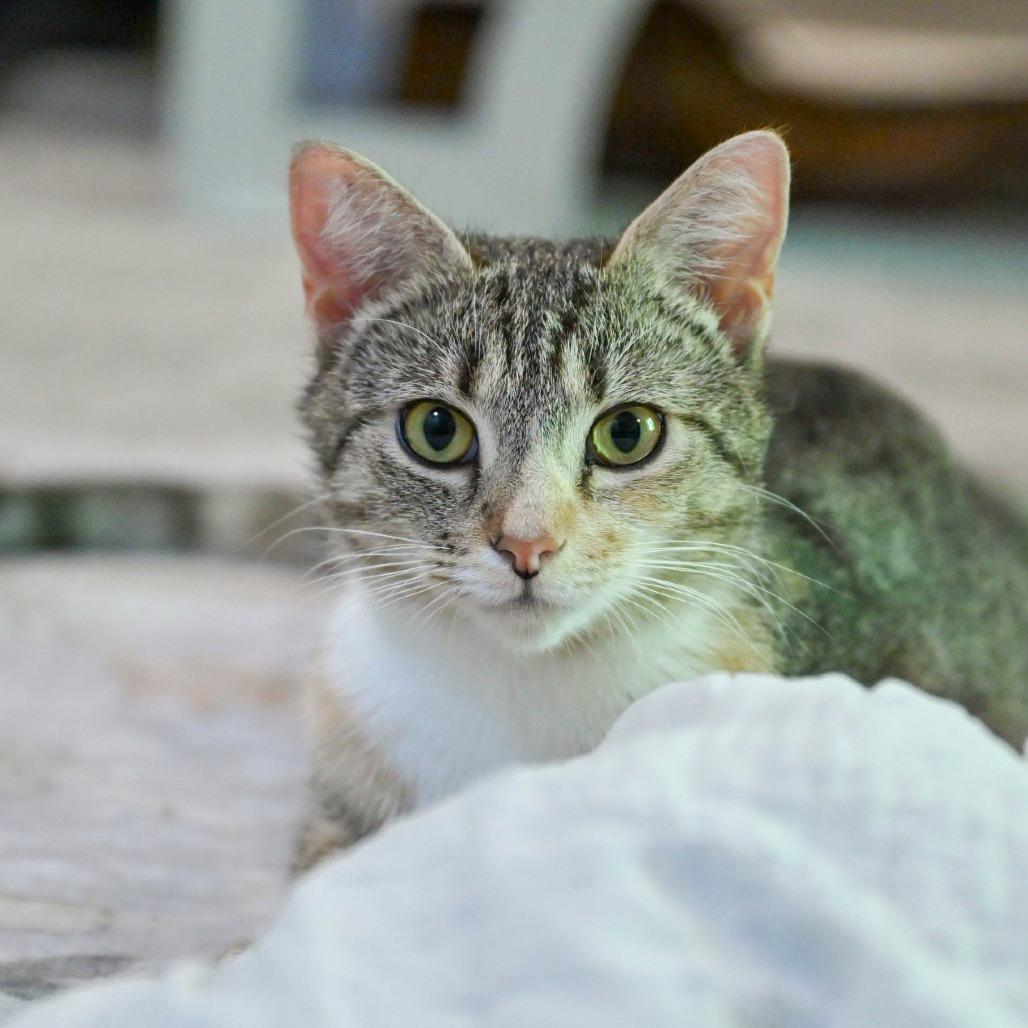 Meadow, Adoptable, Adult Female Domestic Short Hair.