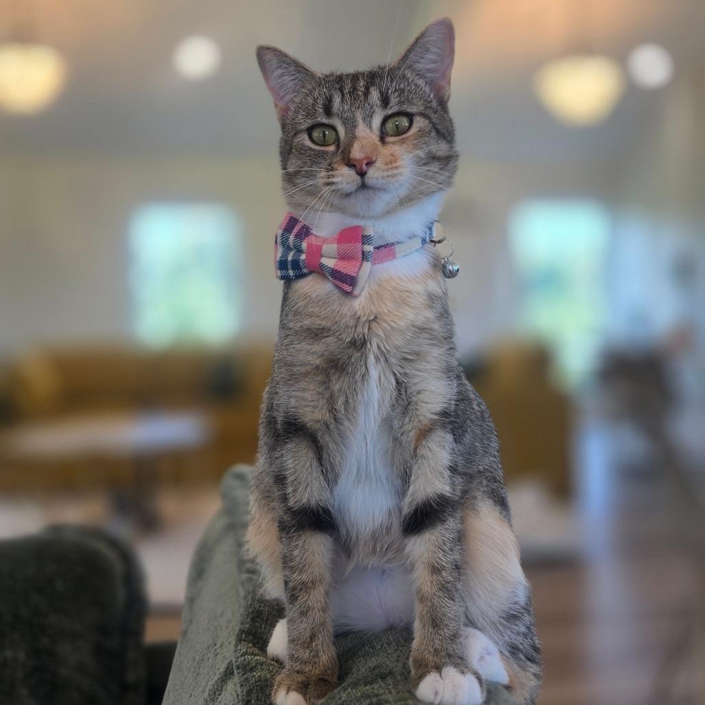 Enlarge Meadow, a Adoptable Domestic Short Hair in Chapel Hill, NC image 2/6