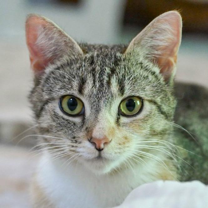 Enlarge Meadow, a Adoptable Domestic Short Hair in Chapel Hill, NC image 3/6