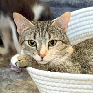 Enlarge Meadow, a Adoptable Domestic Short Hair in Chapel Hill, NC image 4/6