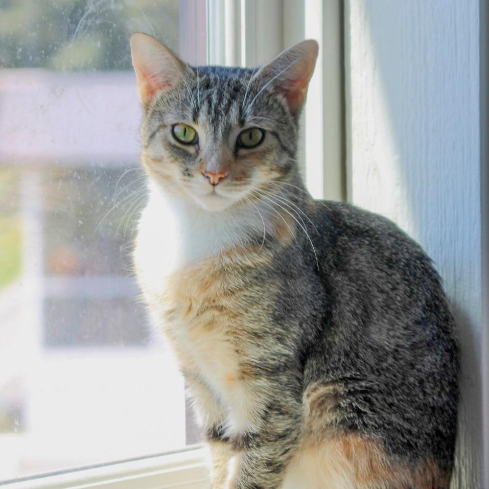 Enlarge Meadow, a Adoptable Domestic Short Hair in Chapel Hill, NC image 5/6