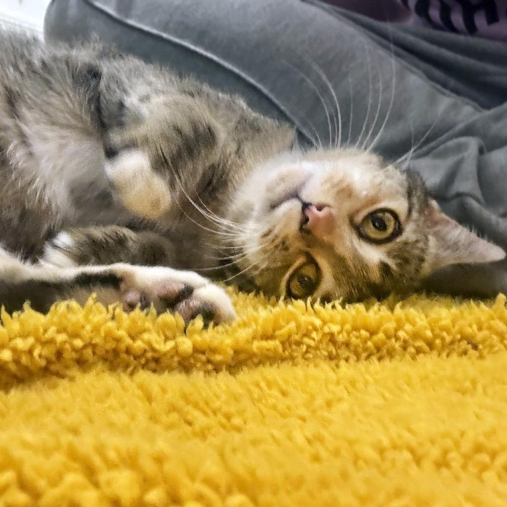 Enlarge Meadow, a Adoptable Domestic Short Hair in Chapel Hill, NC image 6/6