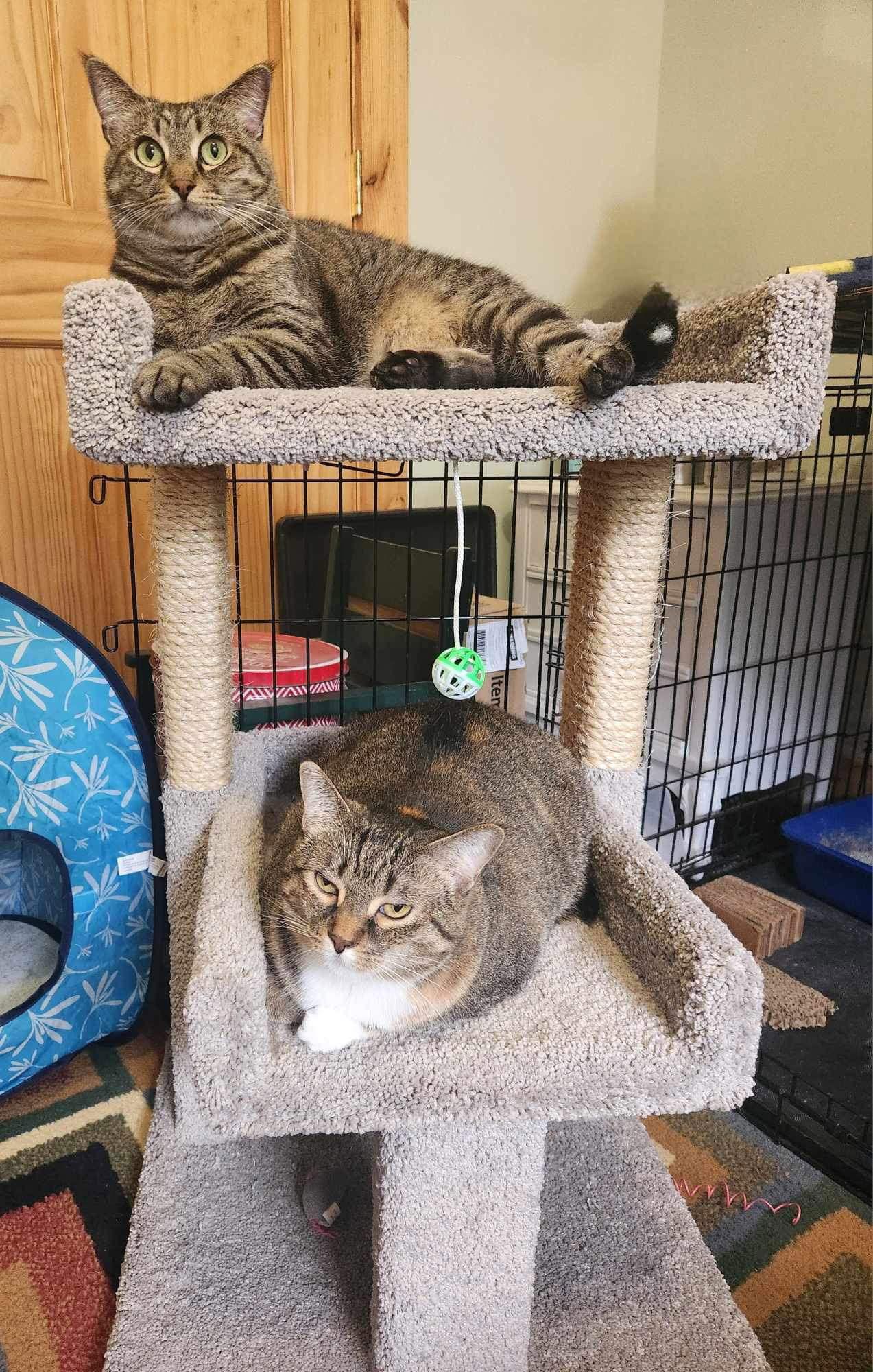 Aster & Pansy (Bonded pair)