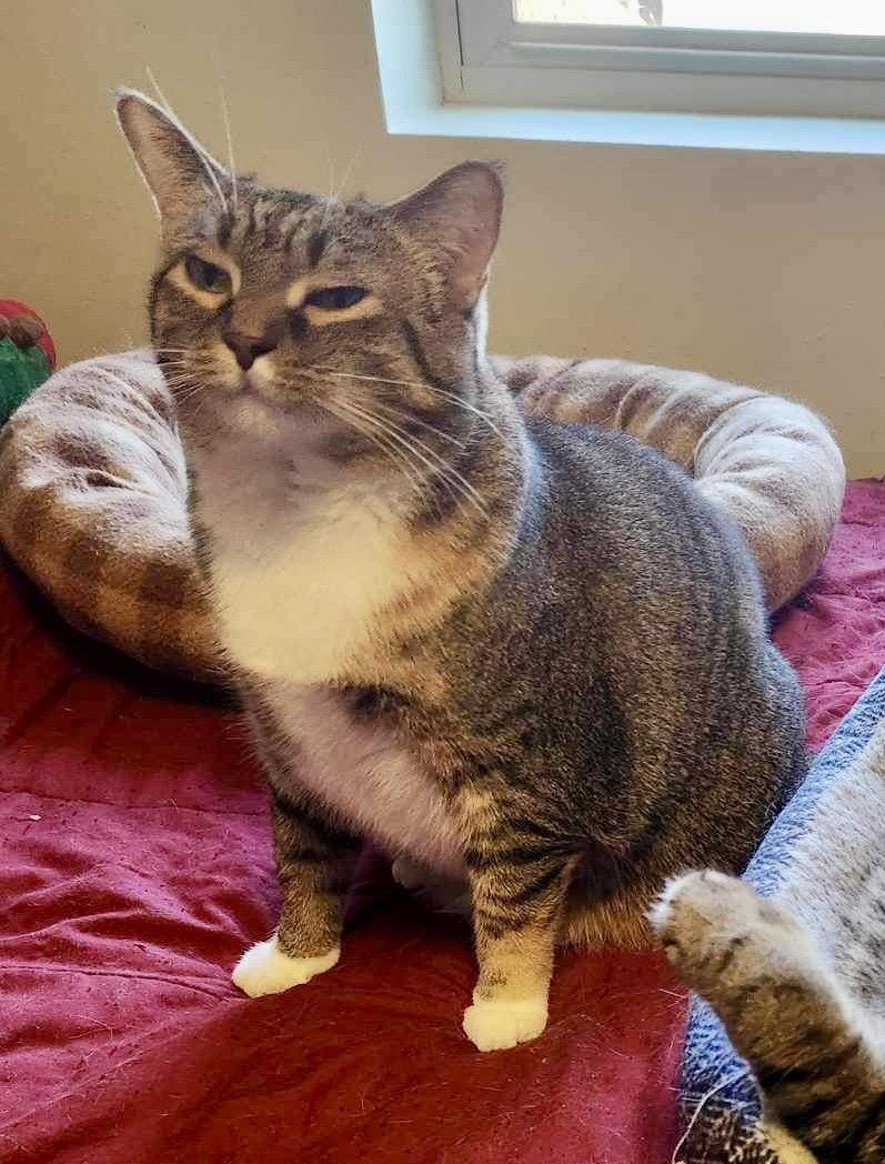 Enlarge Aster*Bonded w/Pansy*, a Adoptable Domestic Short Hair in Detroit Lakes, MN image 1/3
