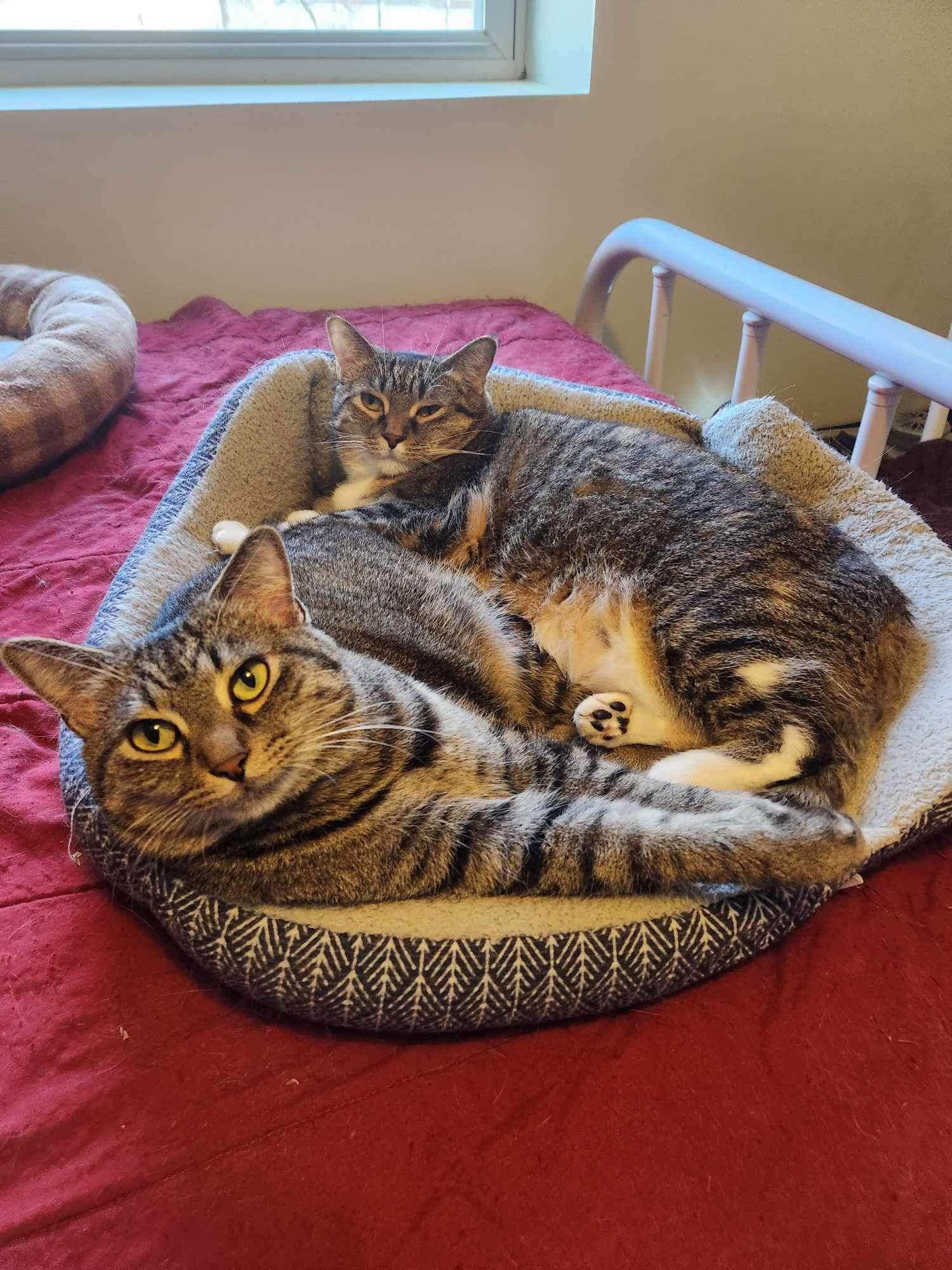 Enlarge Aster*Bonded w/Pansy*, a Adoptable Domestic Short Hair in Detroit Lakes, MN image 2/3