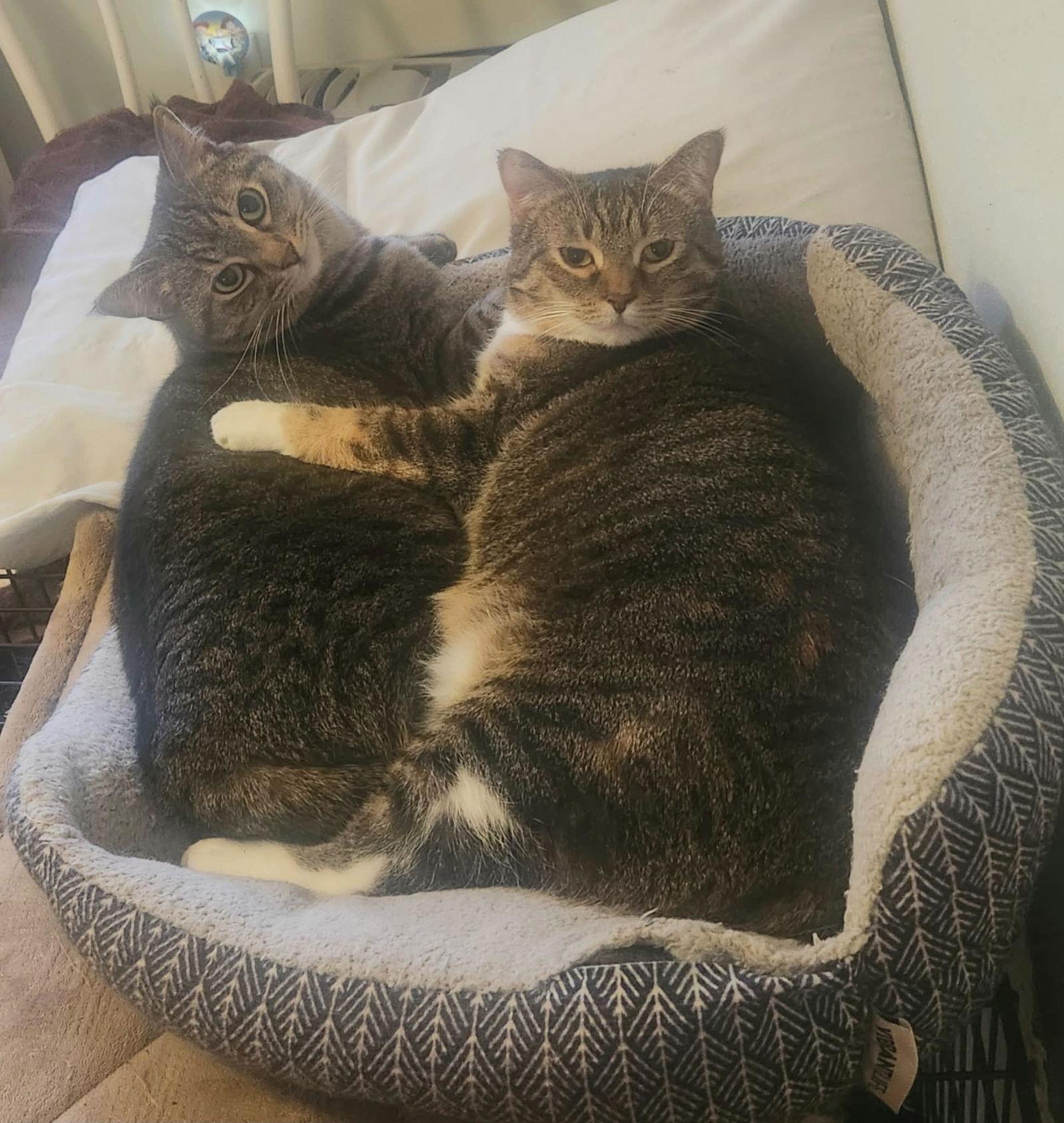 Aster & Pansy (Bonded pair) — thumbnail 2