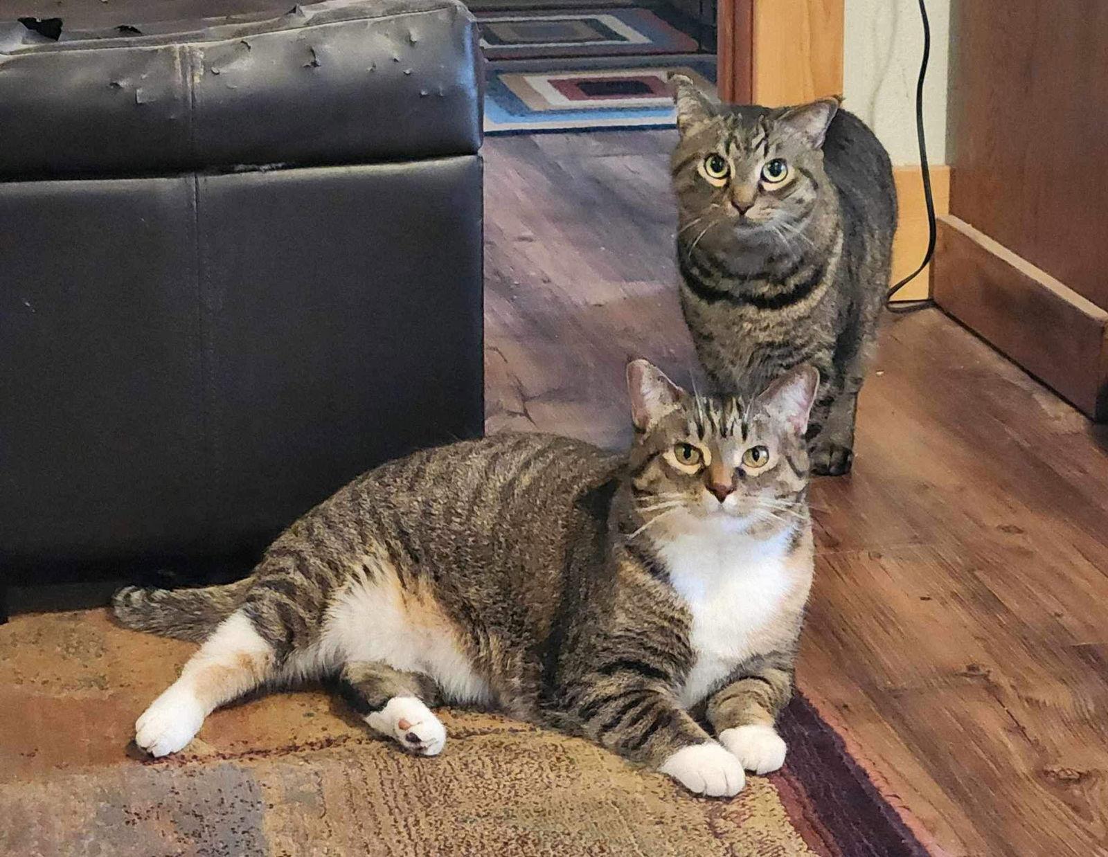 Aster & Pansy (Bonded pair) — thumbnail 3