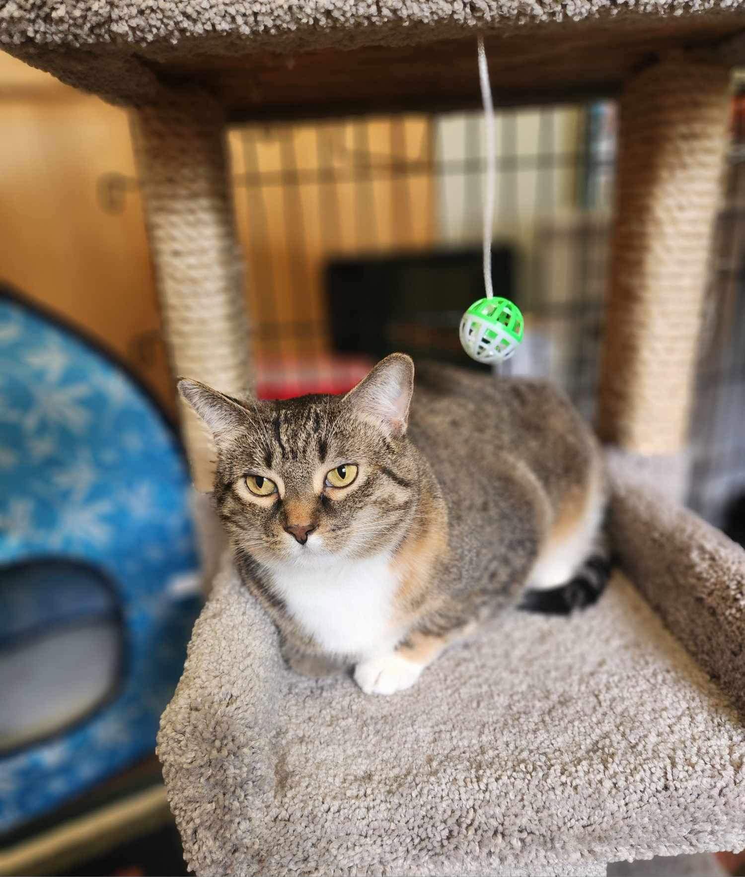 Enlarge Aster*Bonded w/Pansy*, a Adoptable Domestic Short Hair in Detroit Lakes, MN image 3/3