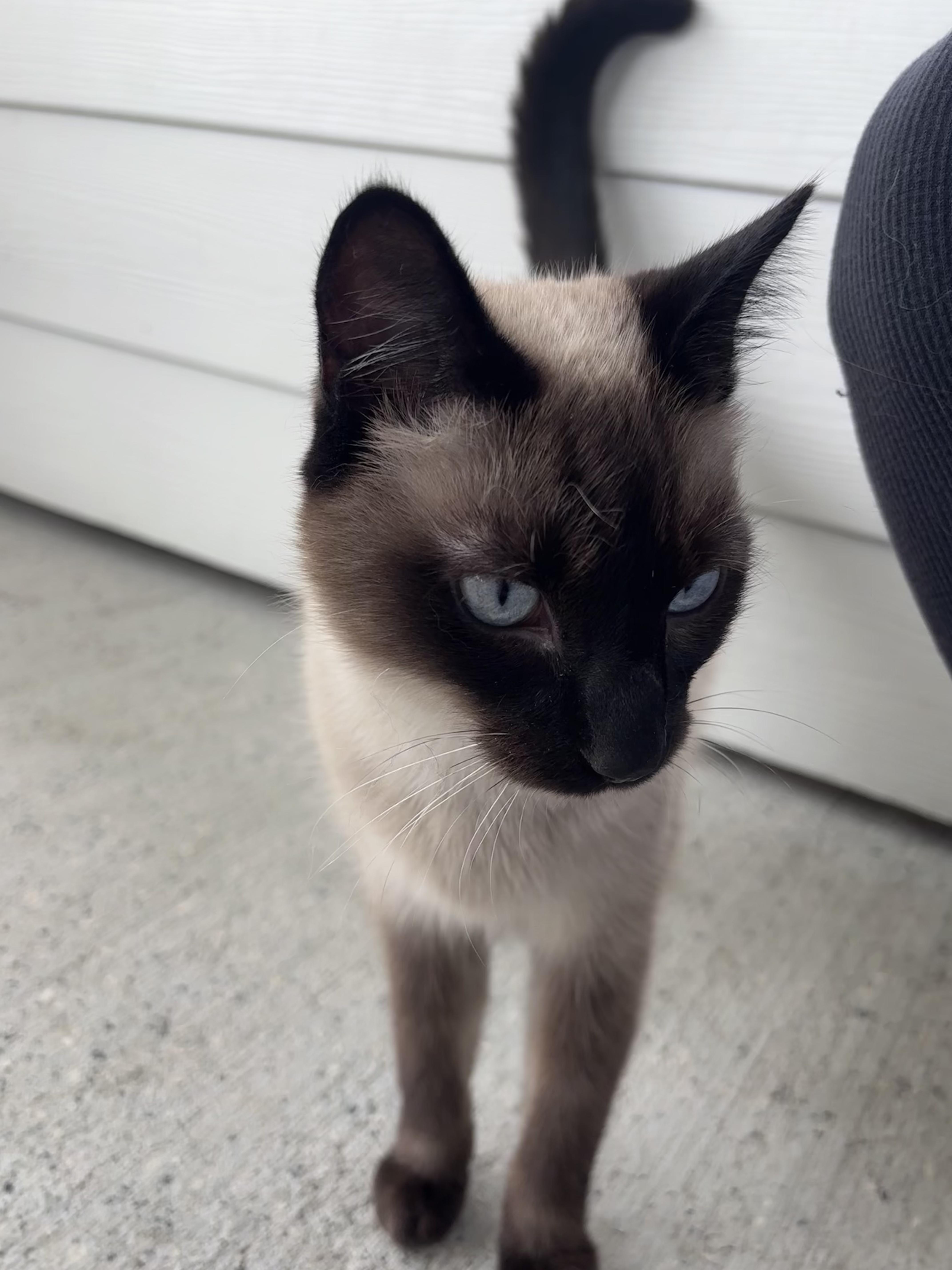 Theo, Adopted, Adult Male Domestic Short Hair.