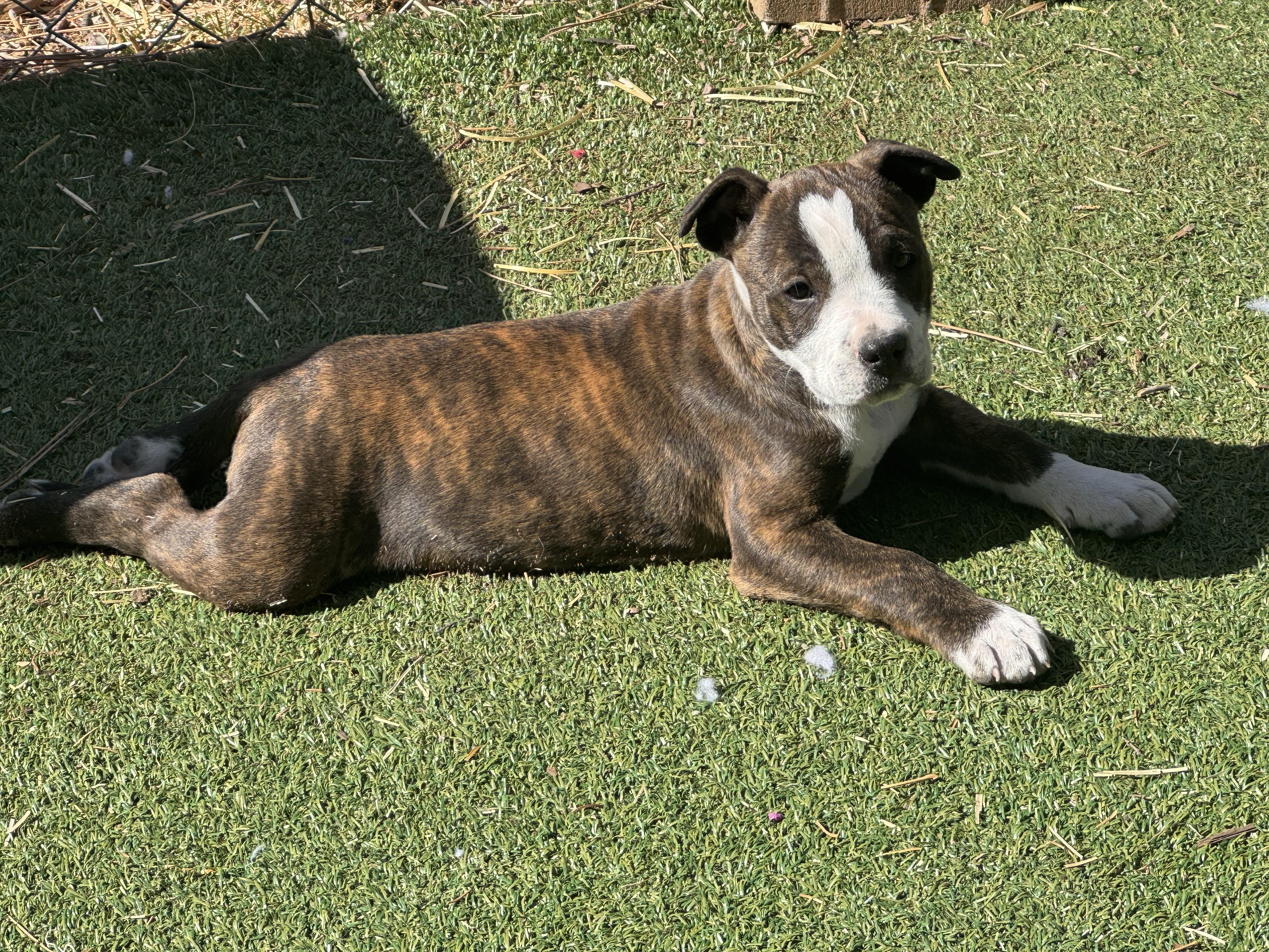 Enlarge Rockie , a ADOPTABLE mixed breed in Denver, CO image 2/5