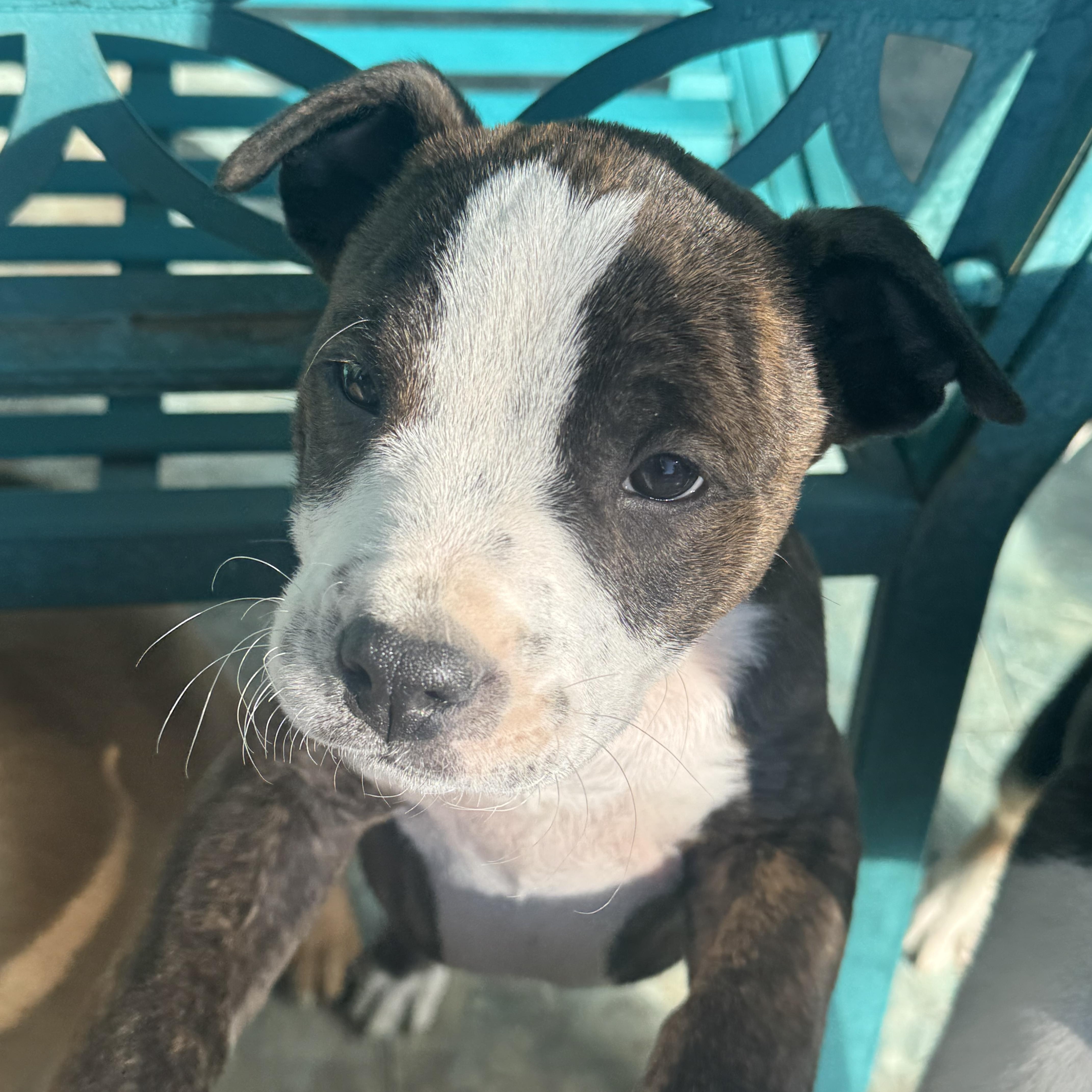 Enlarge Rockie , a ADOPTABLE mixed breed in Denver, CO image 3/5