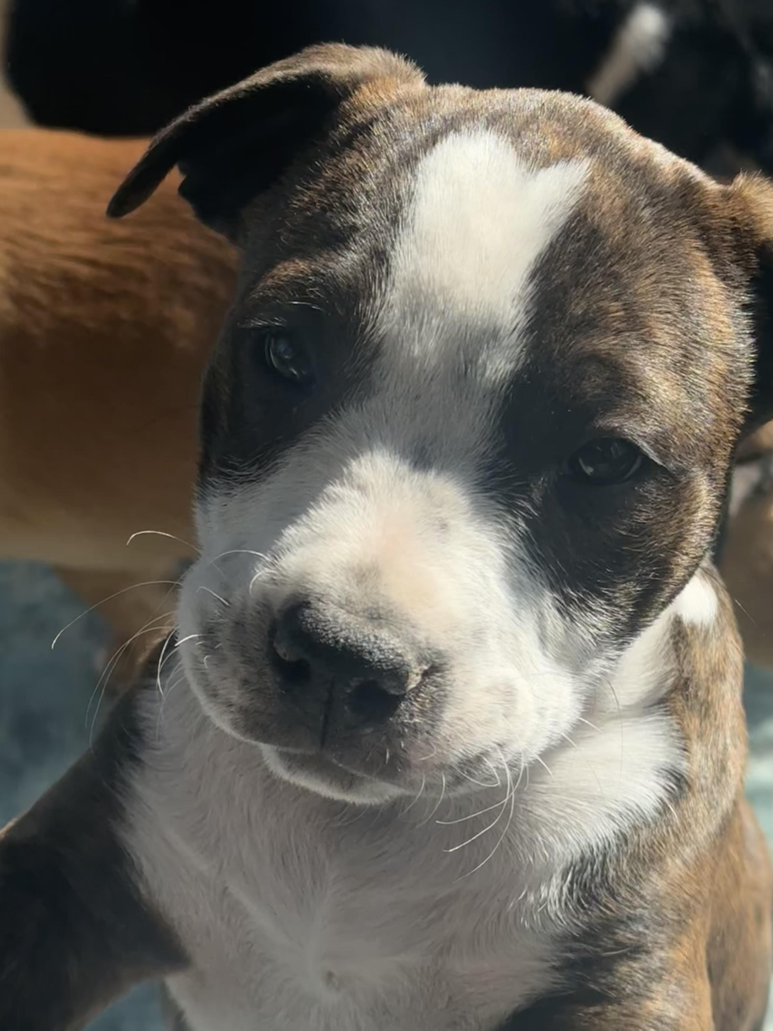 Enlarge Rockie , a ADOPTABLE mixed breed in Denver, CO image 3/5