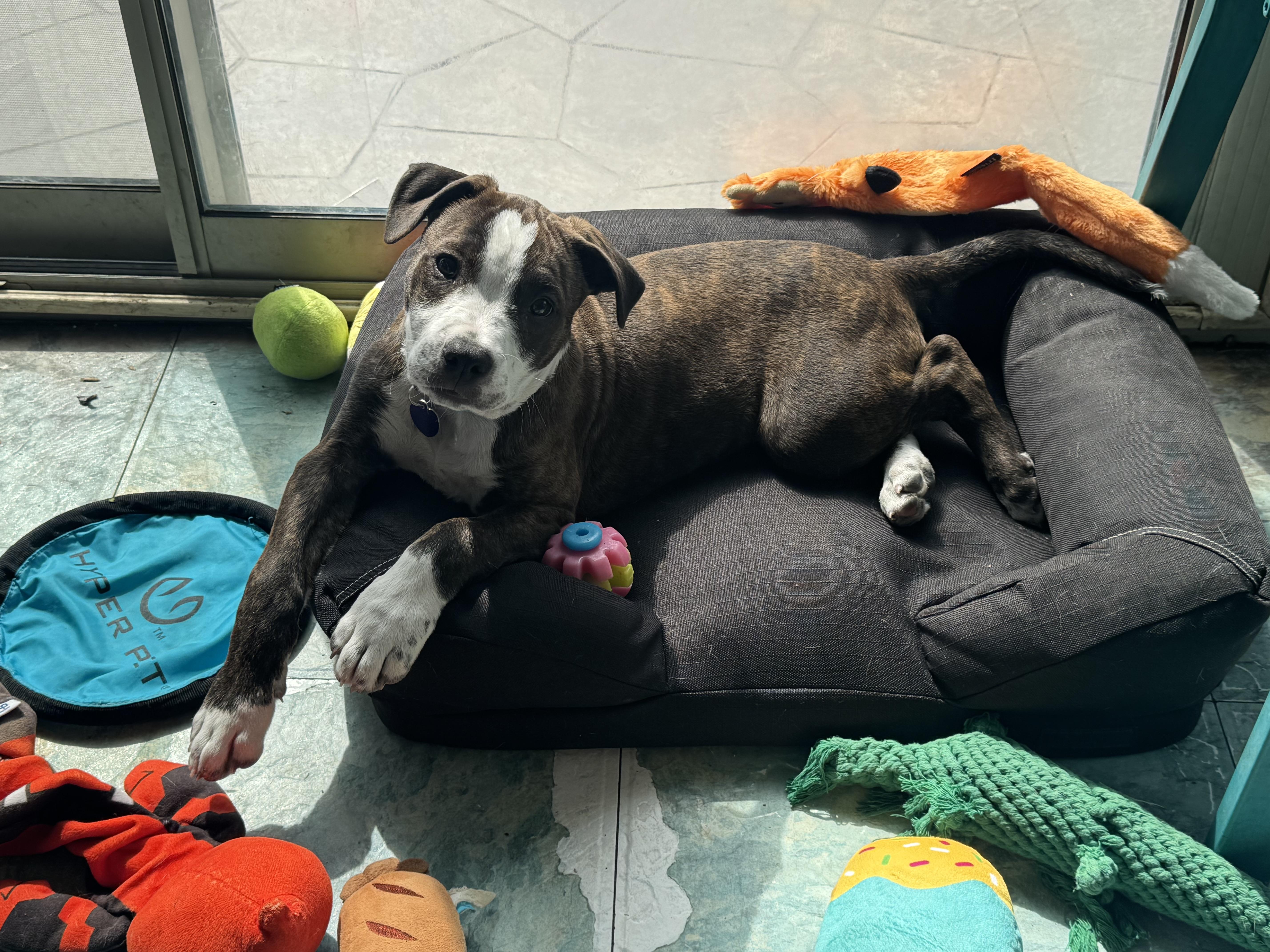 Enlarge Rockie , a ADOPTABLE mixed breed in Denver, CO image 1/5