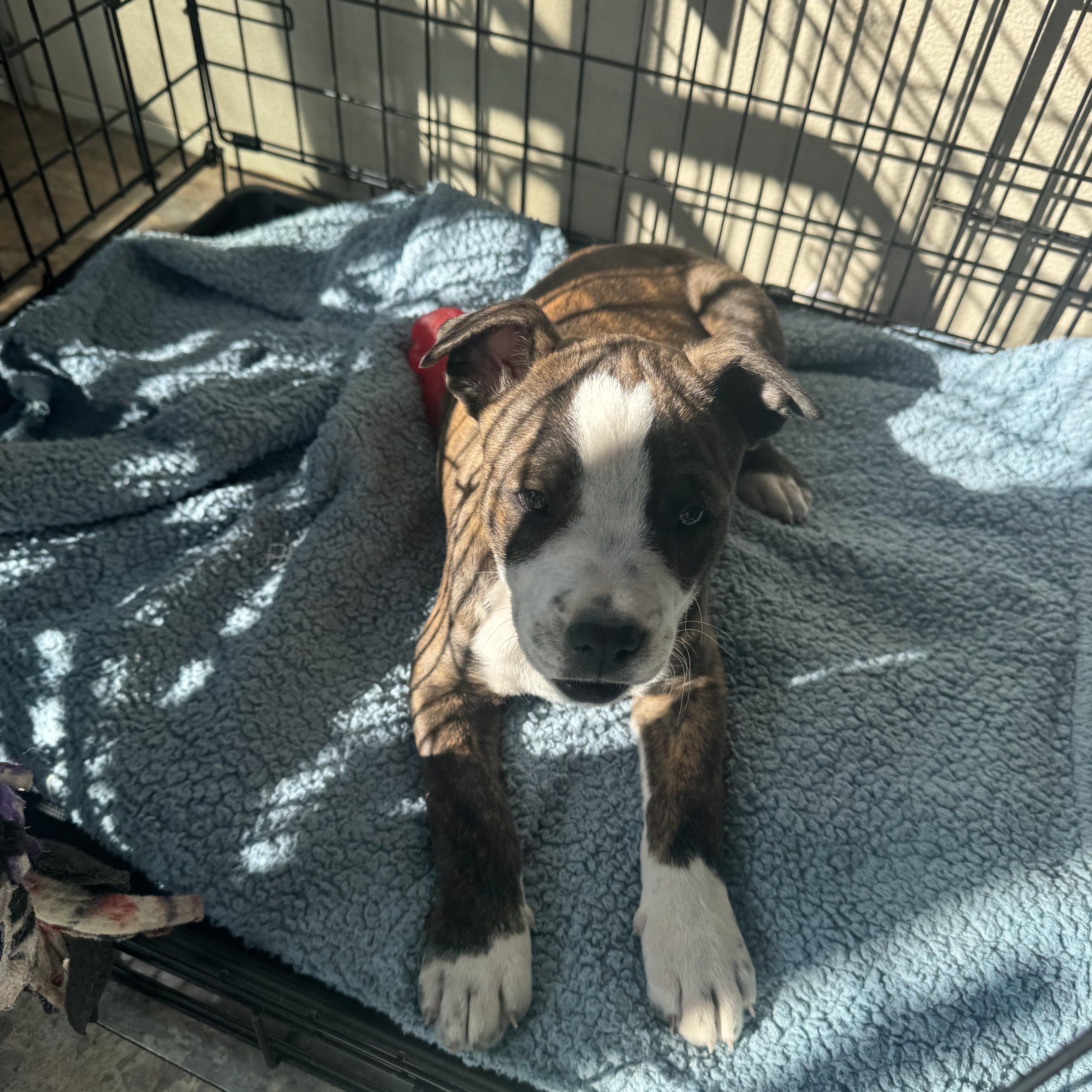 Enlarge Rockie , a ADOPTABLE mixed breed in Denver, CO image 5/5