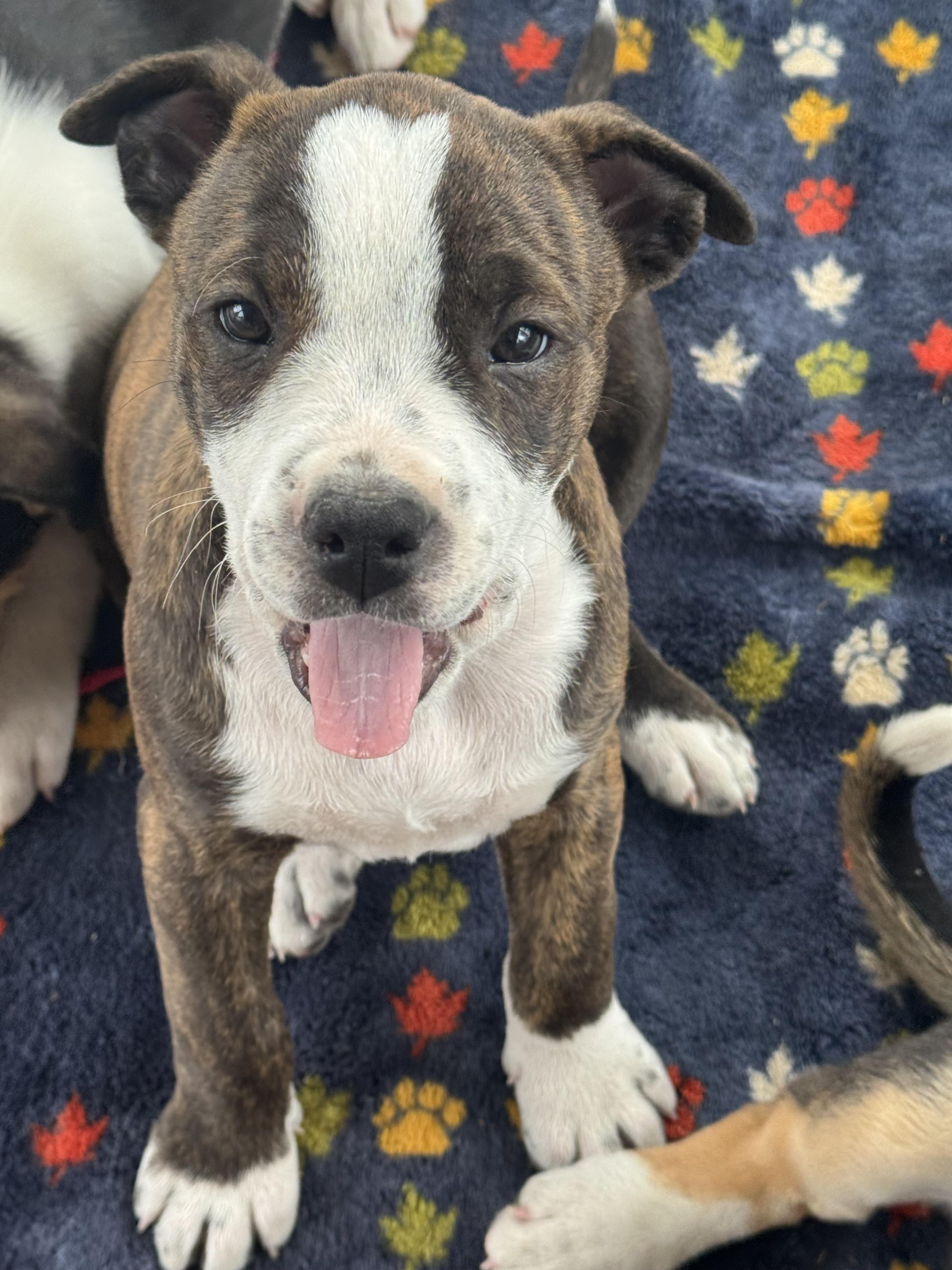 Enlarge Rockie , a ADOPTABLE mixed breed in Denver, CO image 1/5