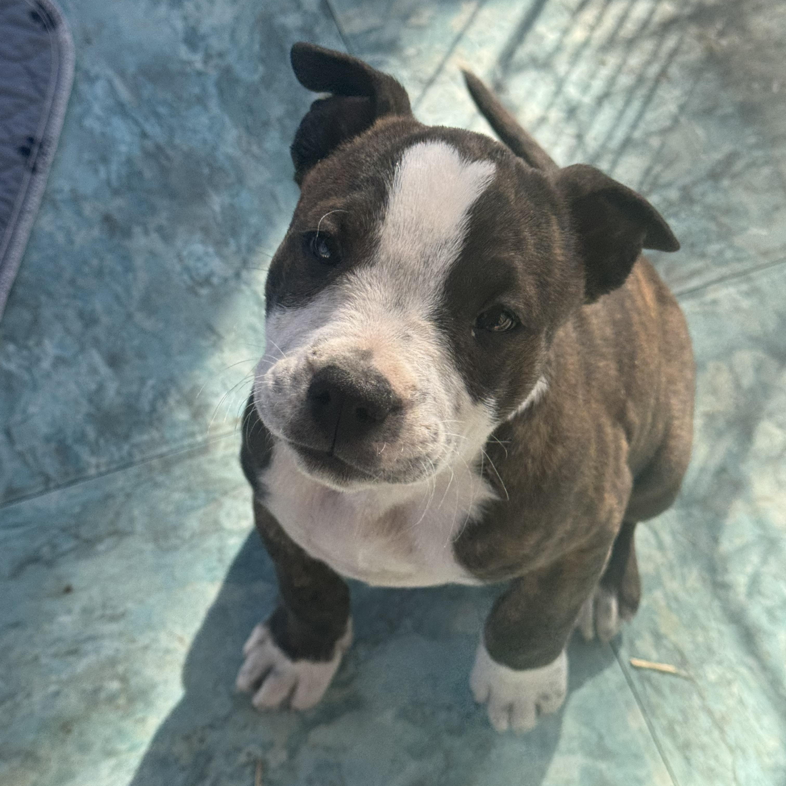 Enlarge Rockie , a ADOPTABLE mixed breed in Denver, CO image 4/5