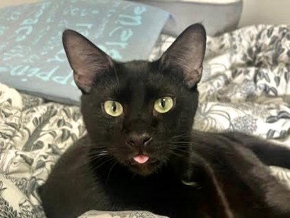 Enlarge Apollo, a Adopted Domestic Short Hair in Oakland, CA image 1/3