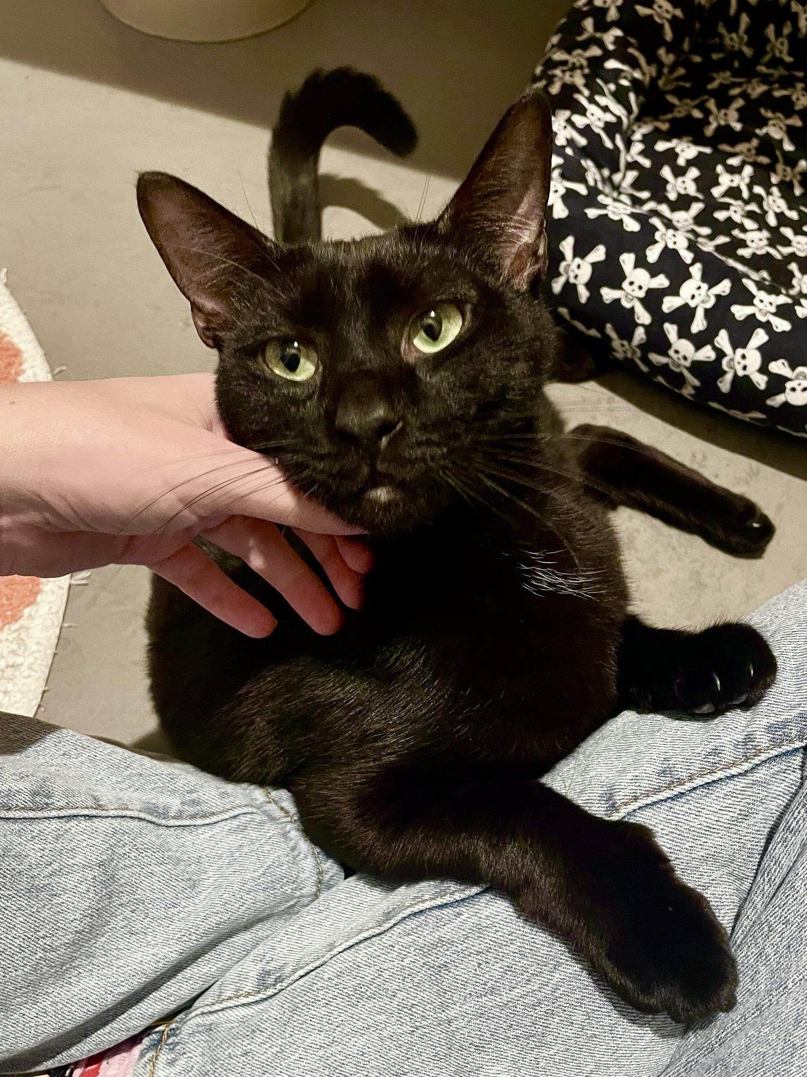 Enlarge Apollo, a Adopted Domestic Short Hair in Oakland, CA image 2/3
