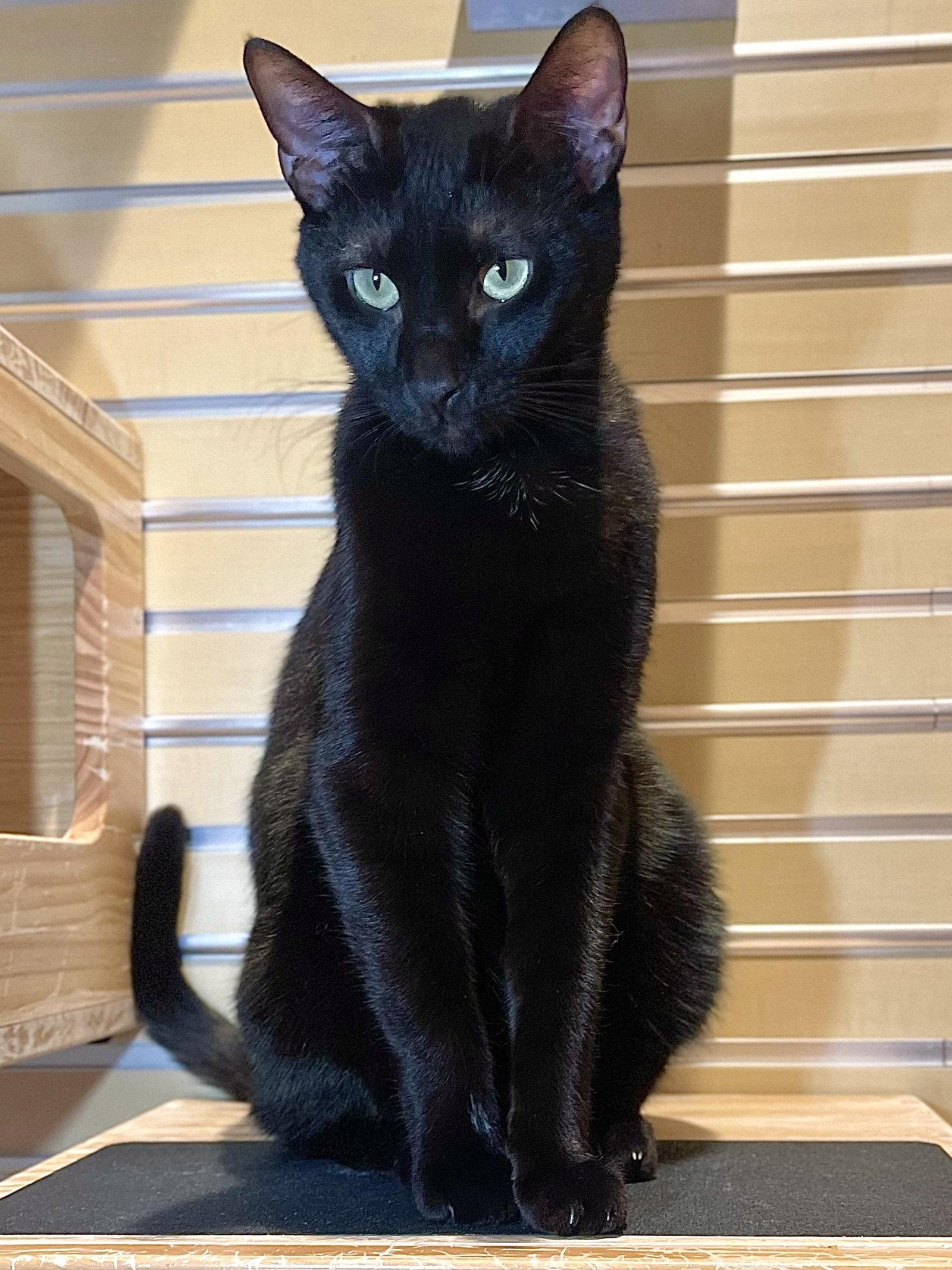 Enlarge Apollo, a Adopted Domestic Short Hair in Oakland, CA image 3/3