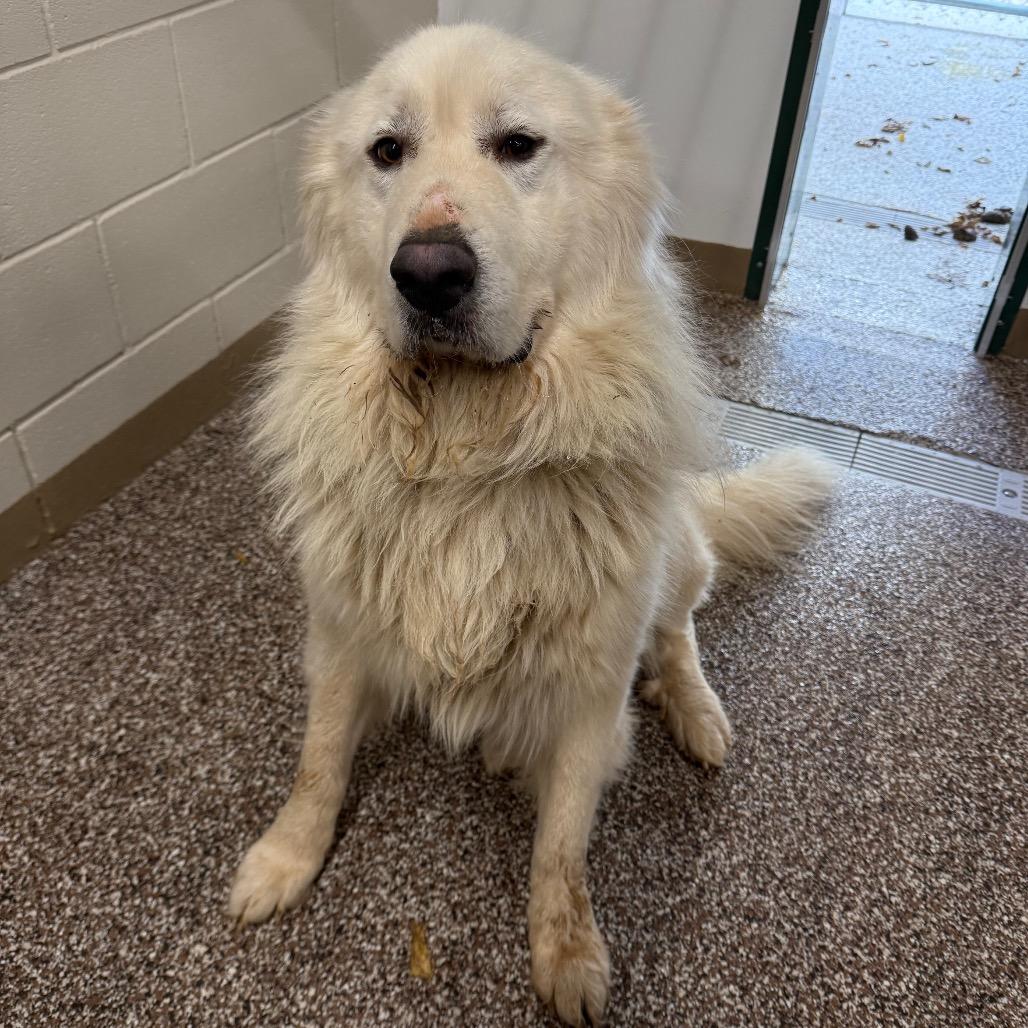 Fred, Adoptable, Adult Male Great Pyrenees.