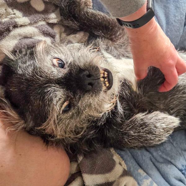 Merry, a Adoptable mixed breed in Des Moines, IA image 2/2