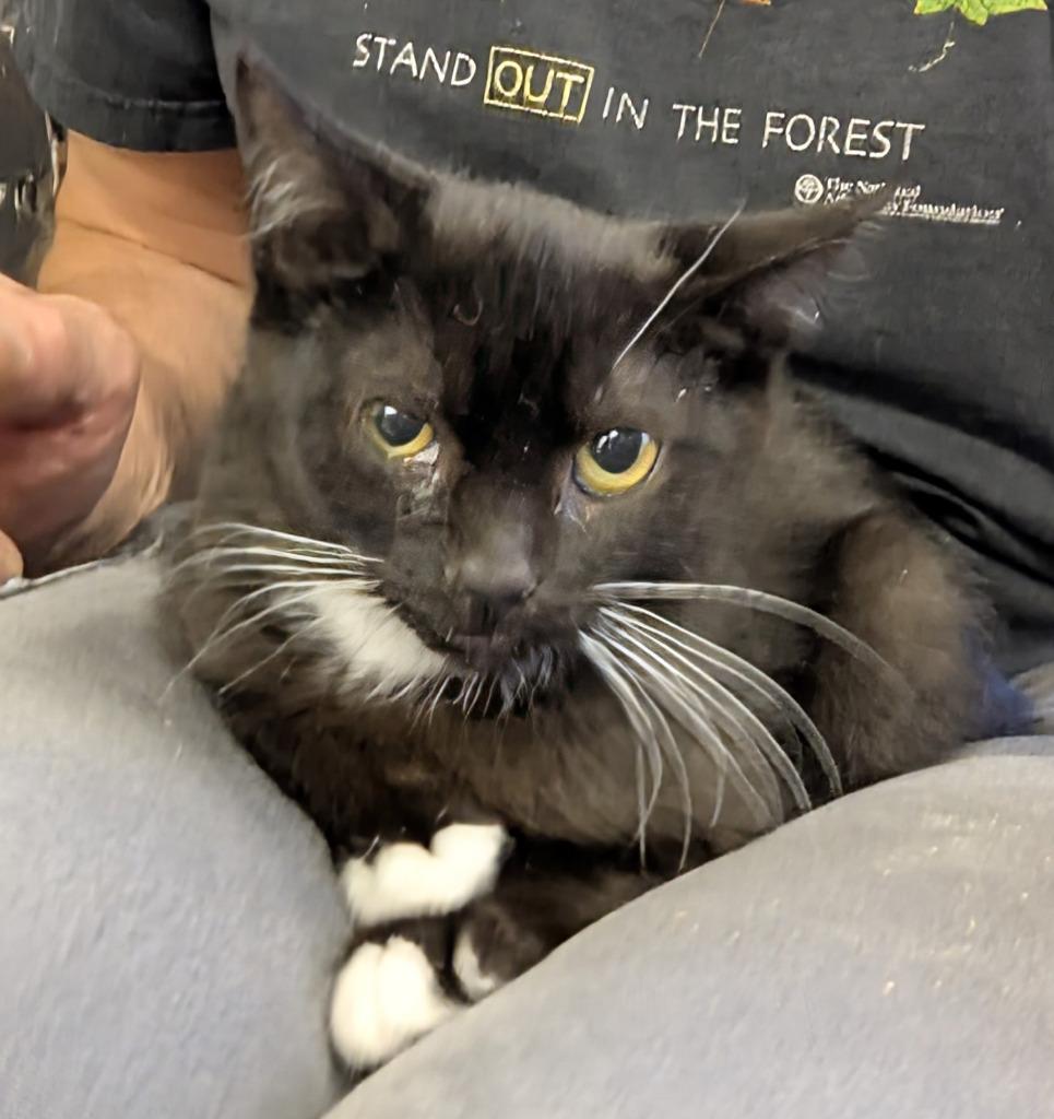 Cedar 148, Adopted, Young Male Domestic Short Hair.