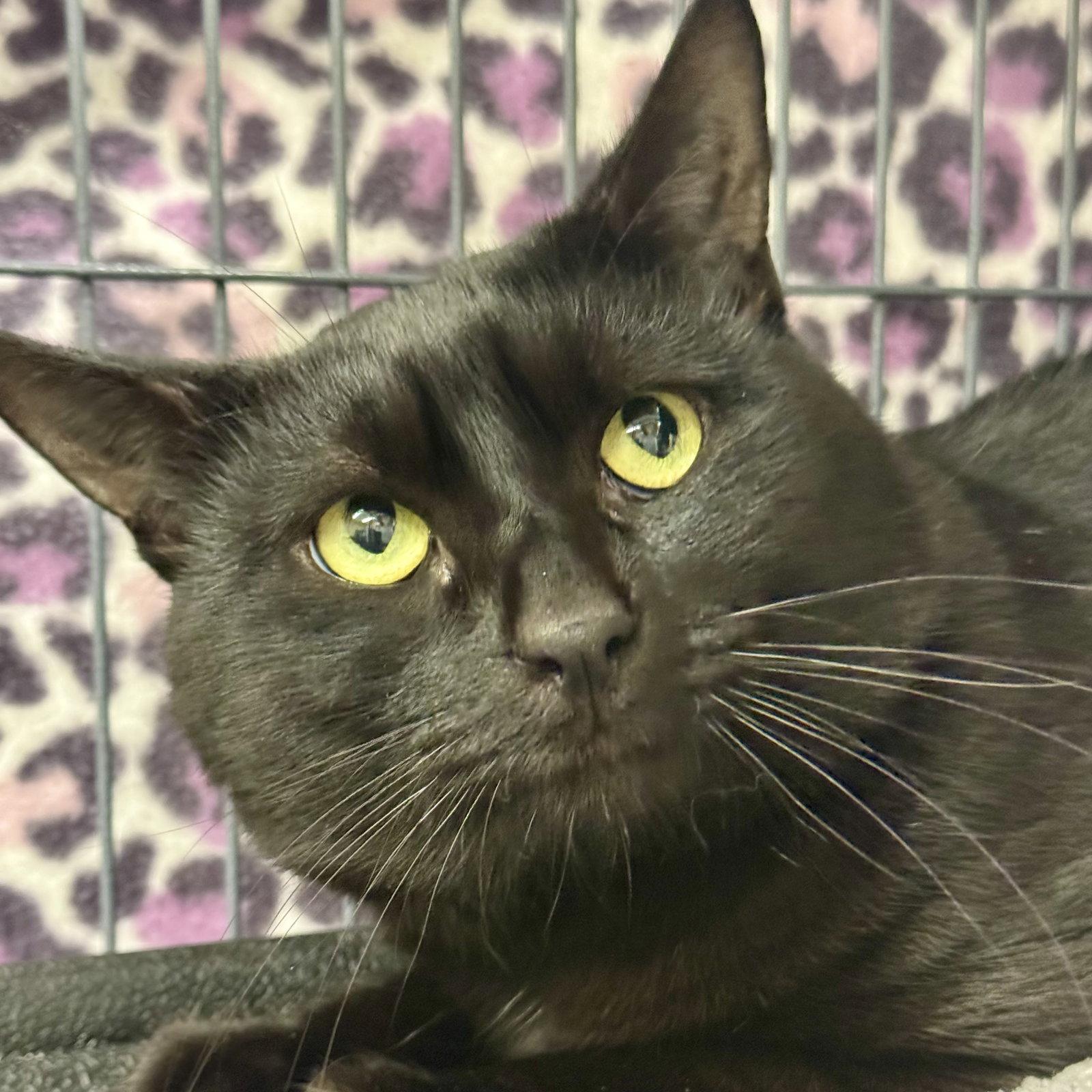 Enlarge Bullwinkle, a Adoptable Domestic Short Hair in Winchendon, MA image 1/2