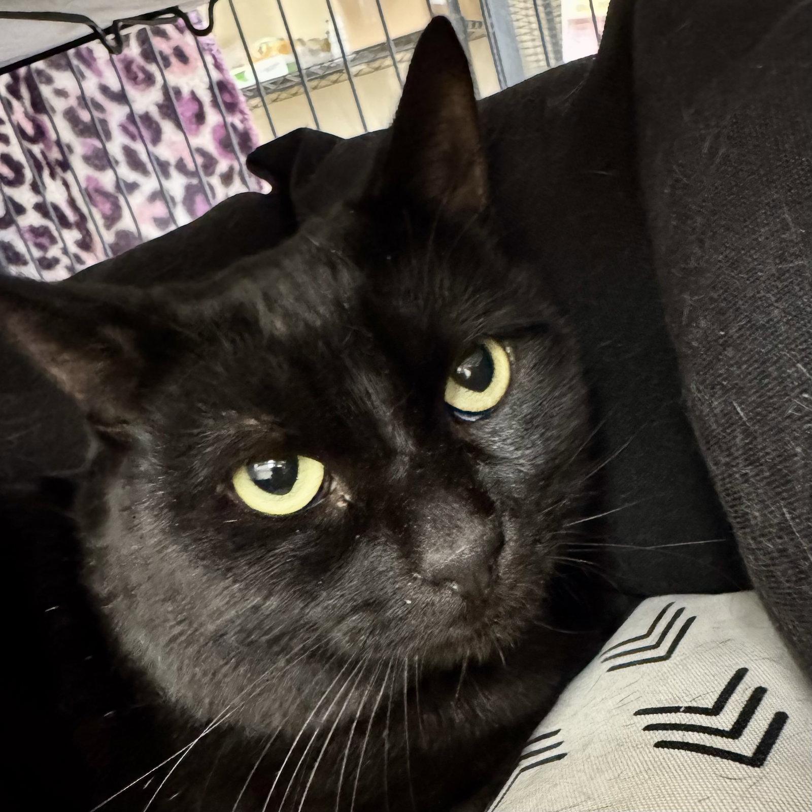 Enlarge Bullwinkle, a Adoptable Domestic Short Hair in Winchendon, MA image 2/2