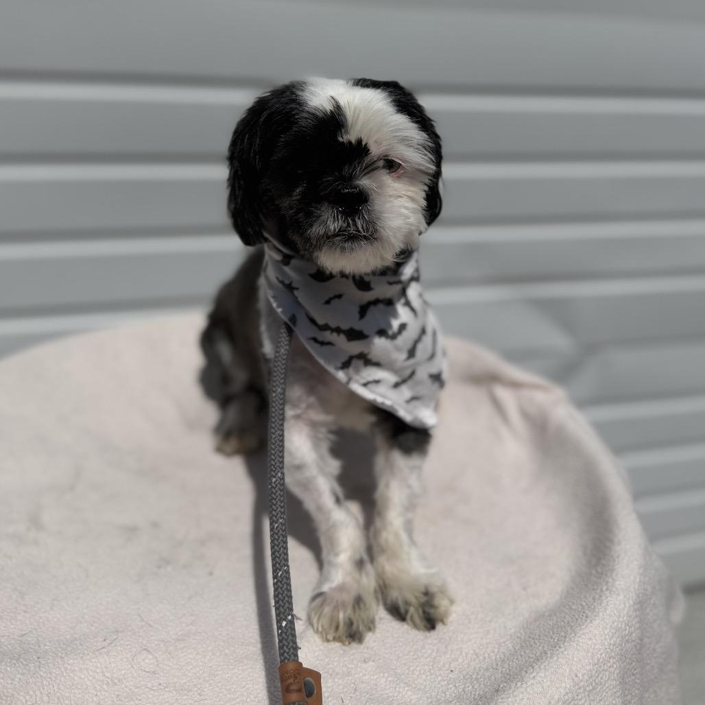 Banjo, Adoptable, Adult Male Shih Tzu.