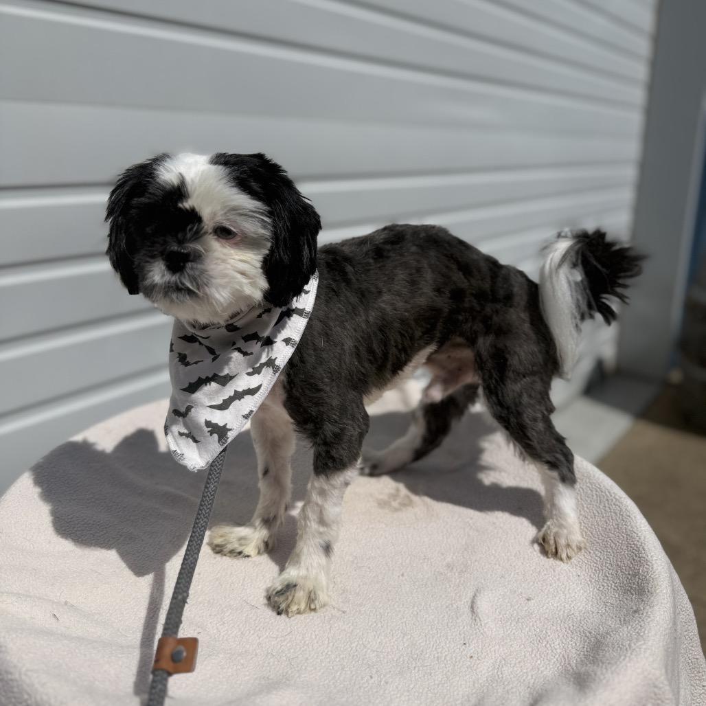 Enlarge Banjo, a Adoptable Shih Tzu in Newberg, OR image 2/5