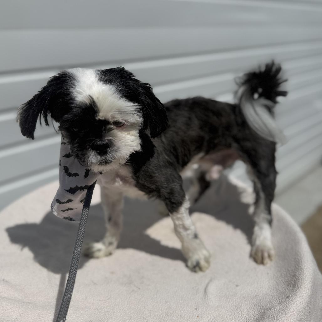 Enlarge Banjo, a Adoptable Shih Tzu in Newberg, OR image 3/5