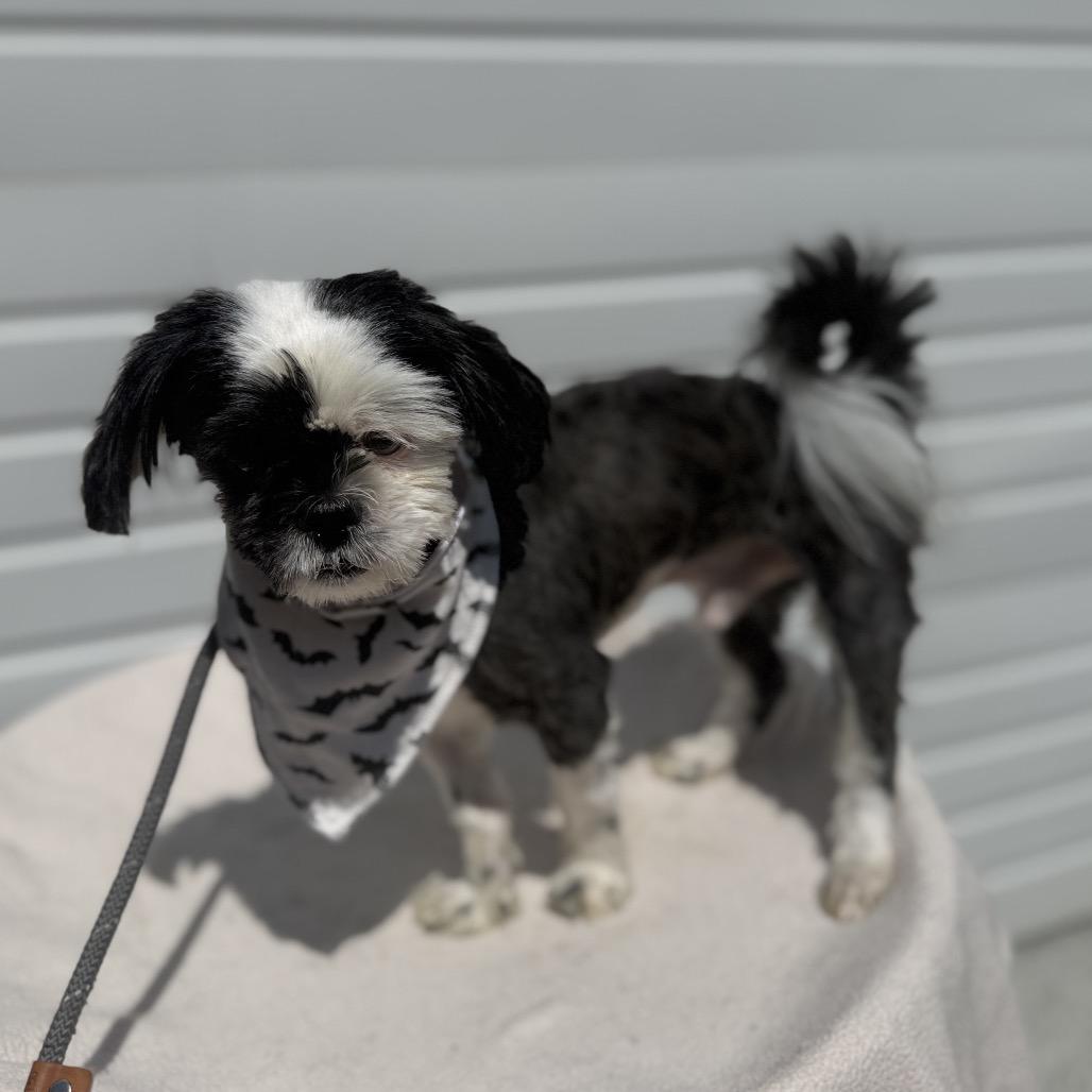 Enlarge Banjo, a Adoptable Shih Tzu in Newberg, OR image 4/5
