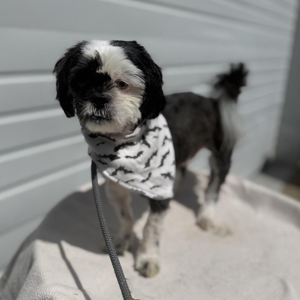 Enlarge Banjo, a Adoptable Shih Tzu in Newberg, OR image 5/5
