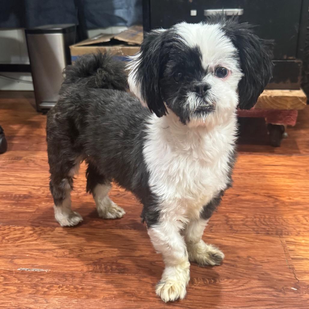 Enlarge Banjo, a Adoptable Shih Tzu in Newberg, OR image 6/6