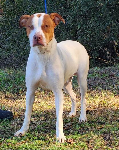 Enlarge 251331  Otis, a Adoptable Pit Bull Terrier in Wetumpka, AL image 2/3