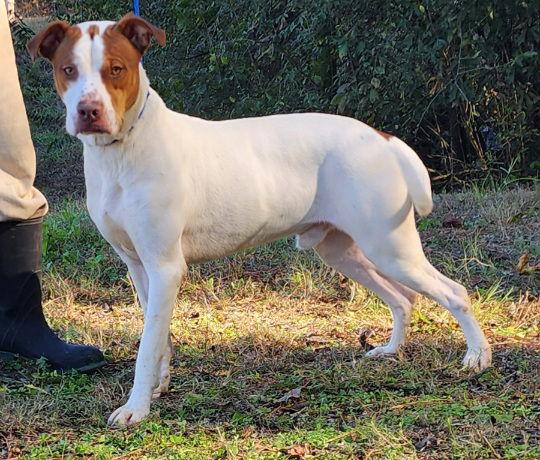 Enlarge 251331  Otis, a Adoptable Pit Bull Terrier in Wetumpka, AL image 3/3