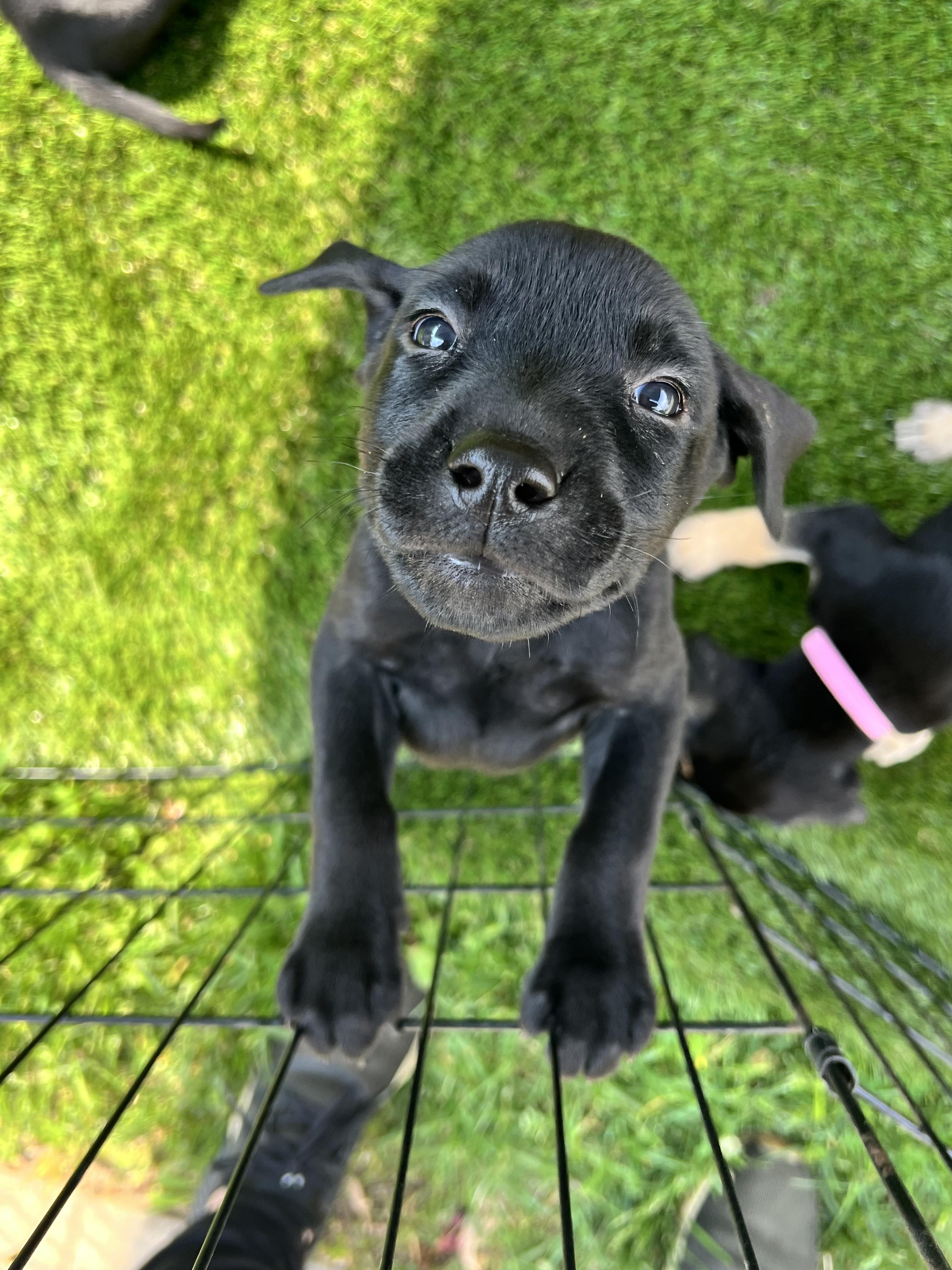 Puppies, a ADOPTABLE mixed breed in Vernon Hills, IL image 3/6