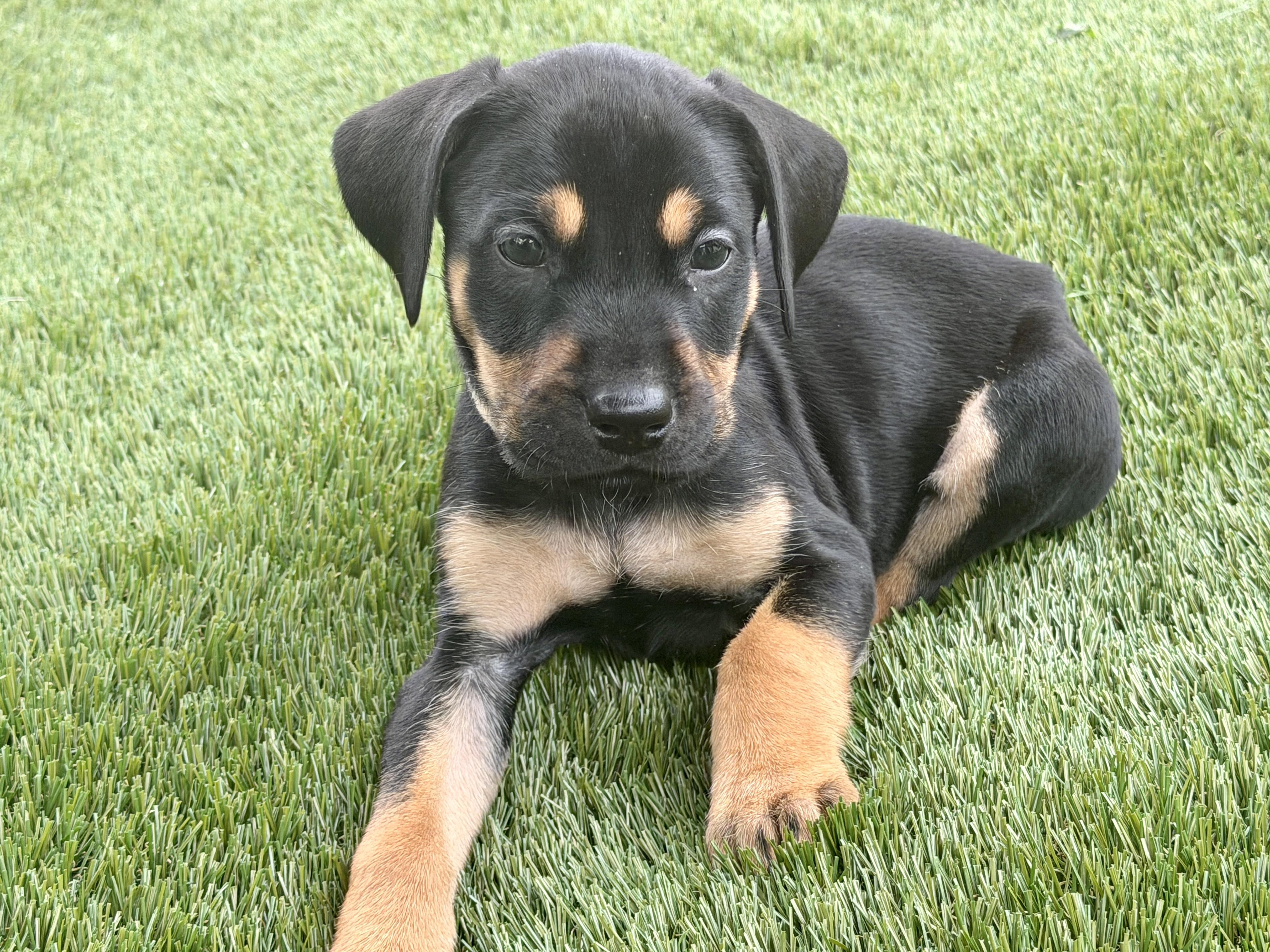 Puppies, ADOPTABLE, Puppy Male Labrador Retriever & Cane Corso.