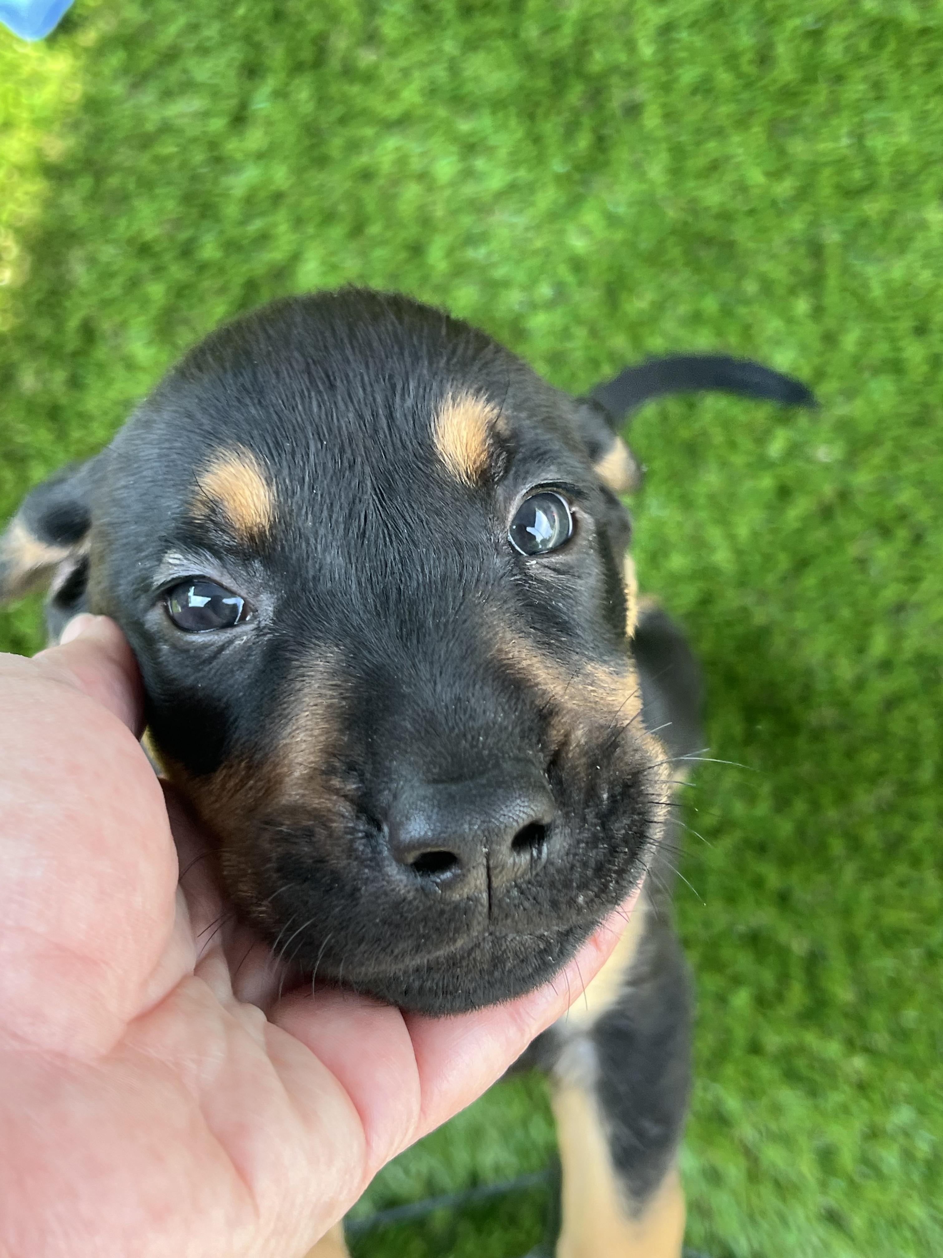 Puppies, a ADOPTABLE mixed breed in Vernon Hills, IL image 2/6