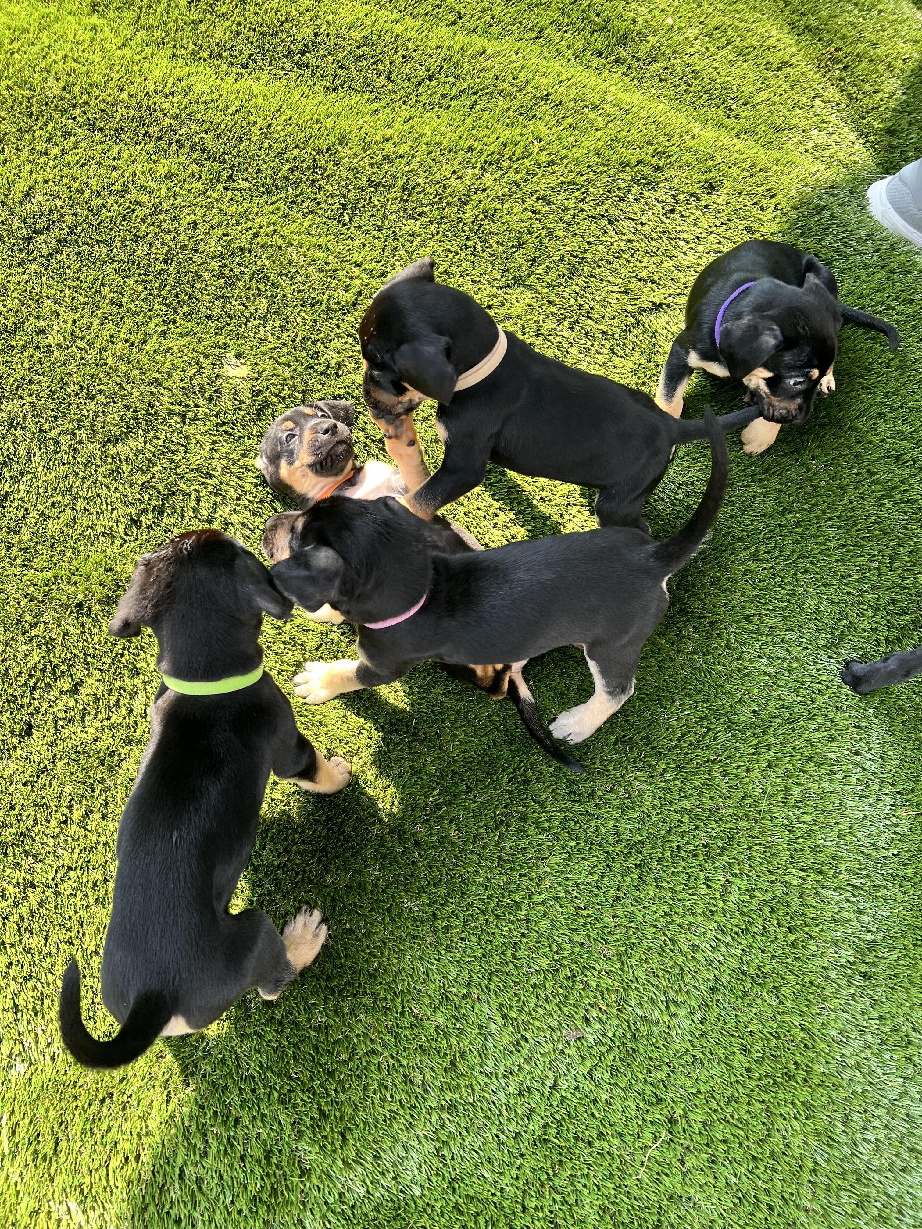 Puppies, a ADOPTABLE mixed breed in Vernon Hills, IL image 5/6