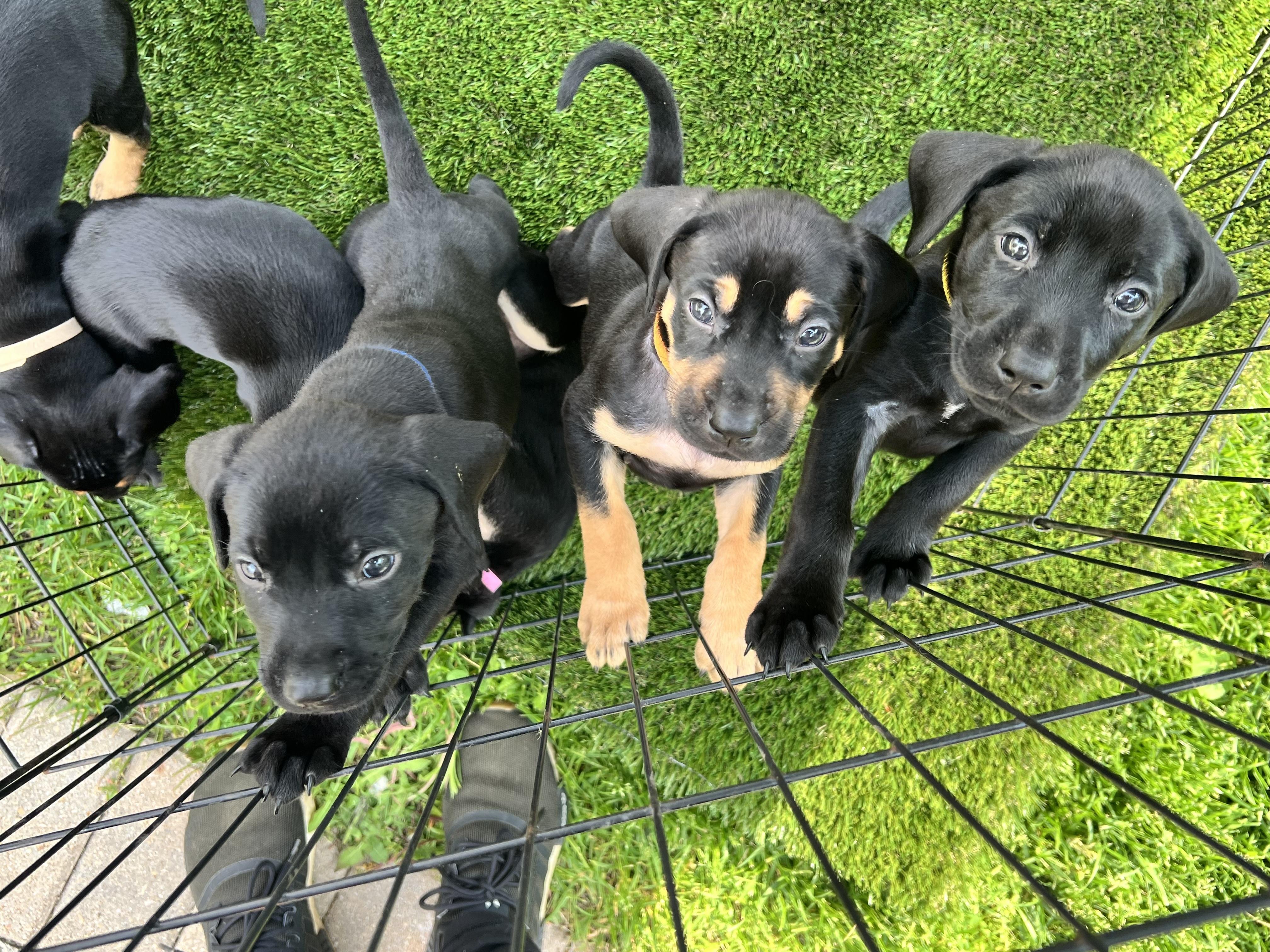 Puppies, a ADOPTABLE mixed breed in Vernon Hills, IL image 4/6