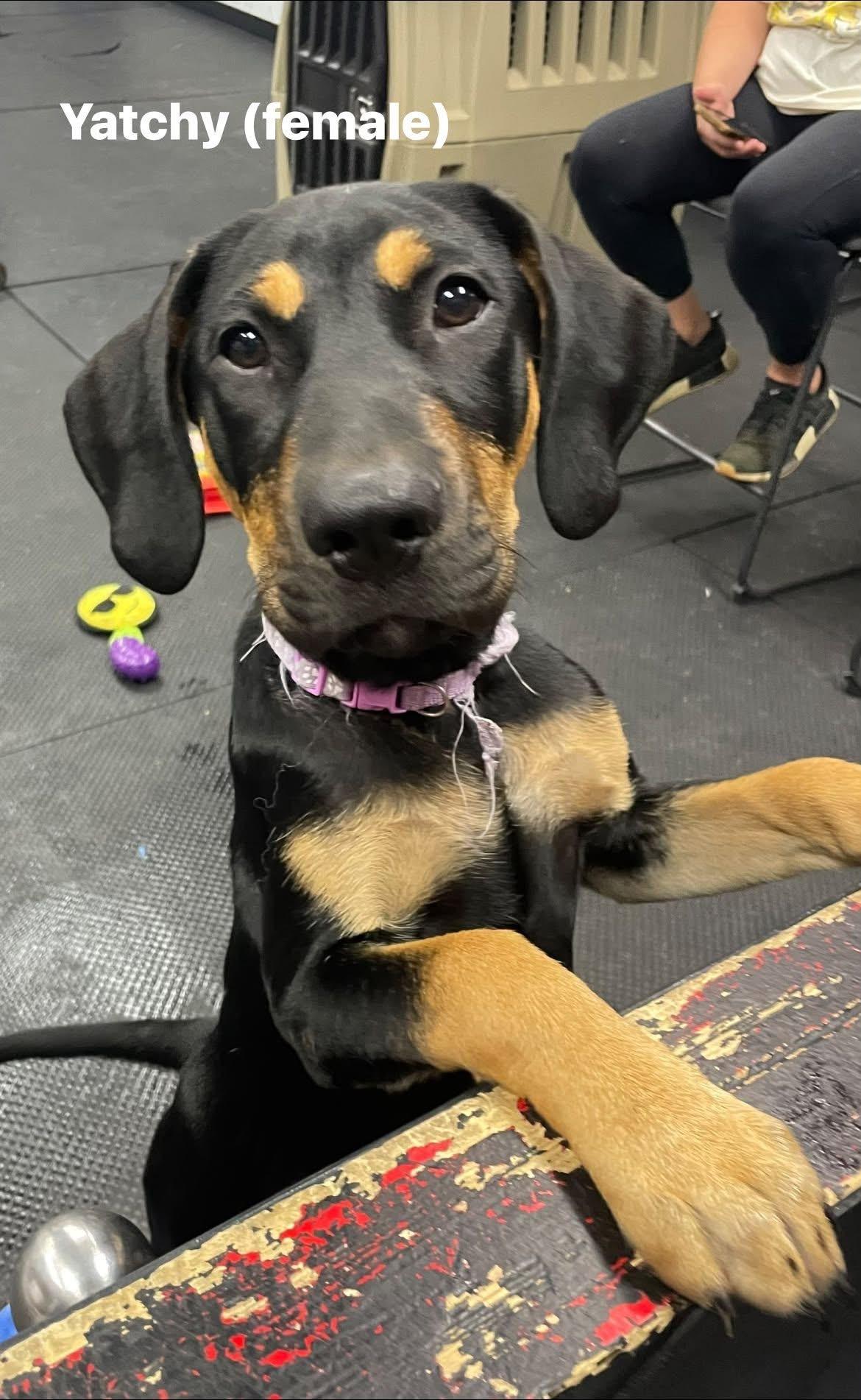 Puppies, a ADOPTABLE mixed breed in Vernon Hills, IL image 2/4