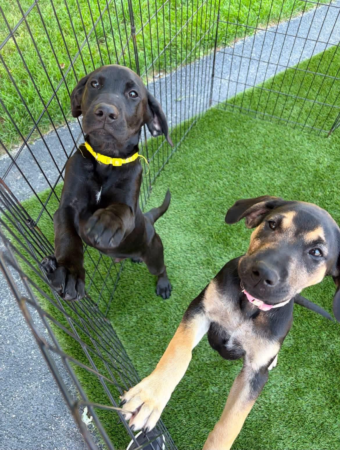 Puppies, a ADOPTABLE mixed breed in Vernon Hills, IL image 1/4