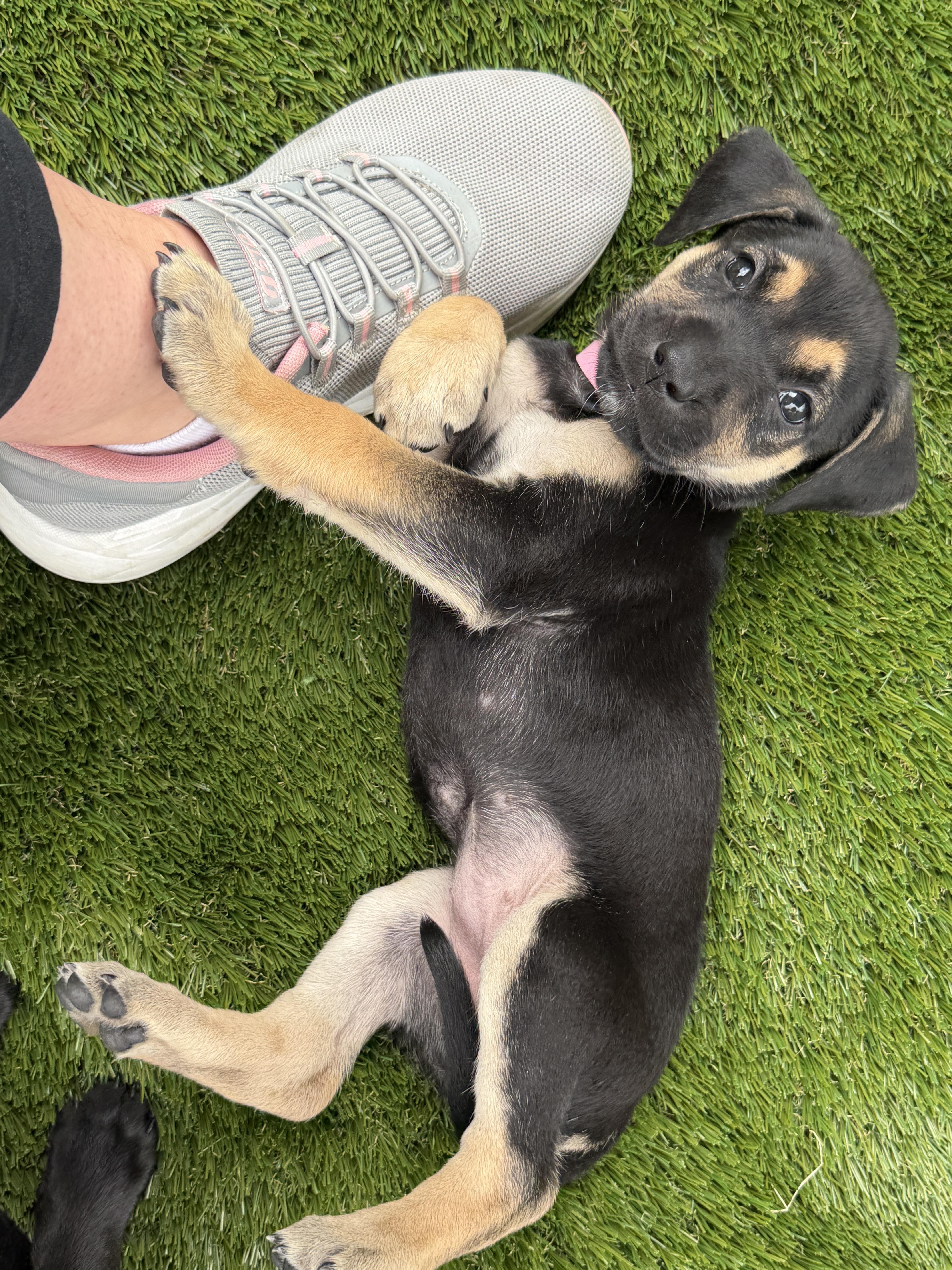 Puppies, a ADOPTABLE mixed breed in Vernon Hills, IL image 6/6