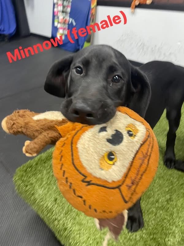 Puppies, a ADOPTABLE mixed breed in Vernon Hills, IL image 3/4