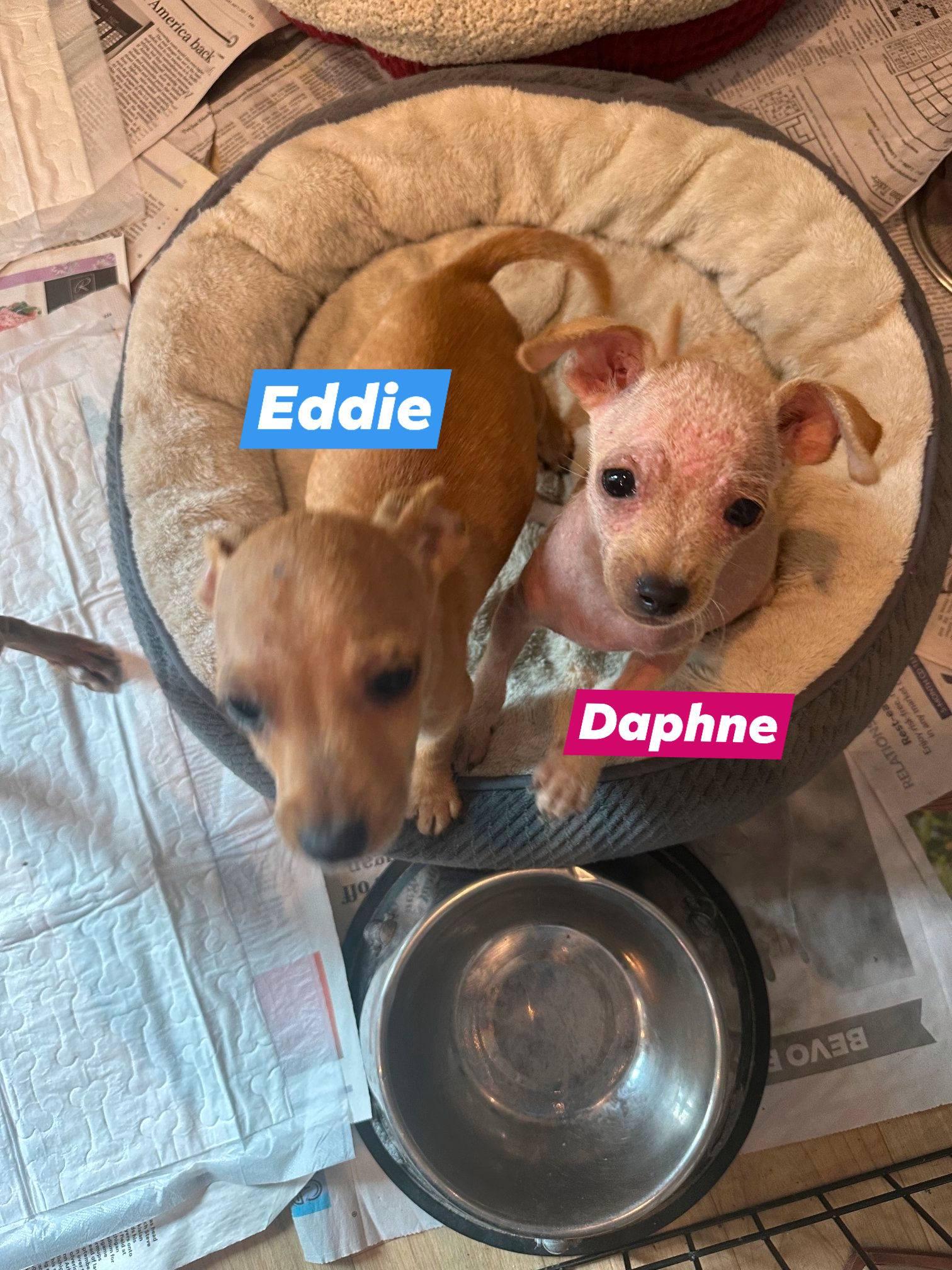 Enlarge Eddie, a Adopted Chihuahua in Austin, TX image 2/5