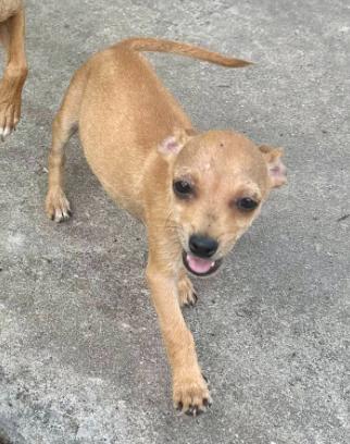 Enlarge Eddie, a Adopted Chihuahua in Austin, TX image 3/5